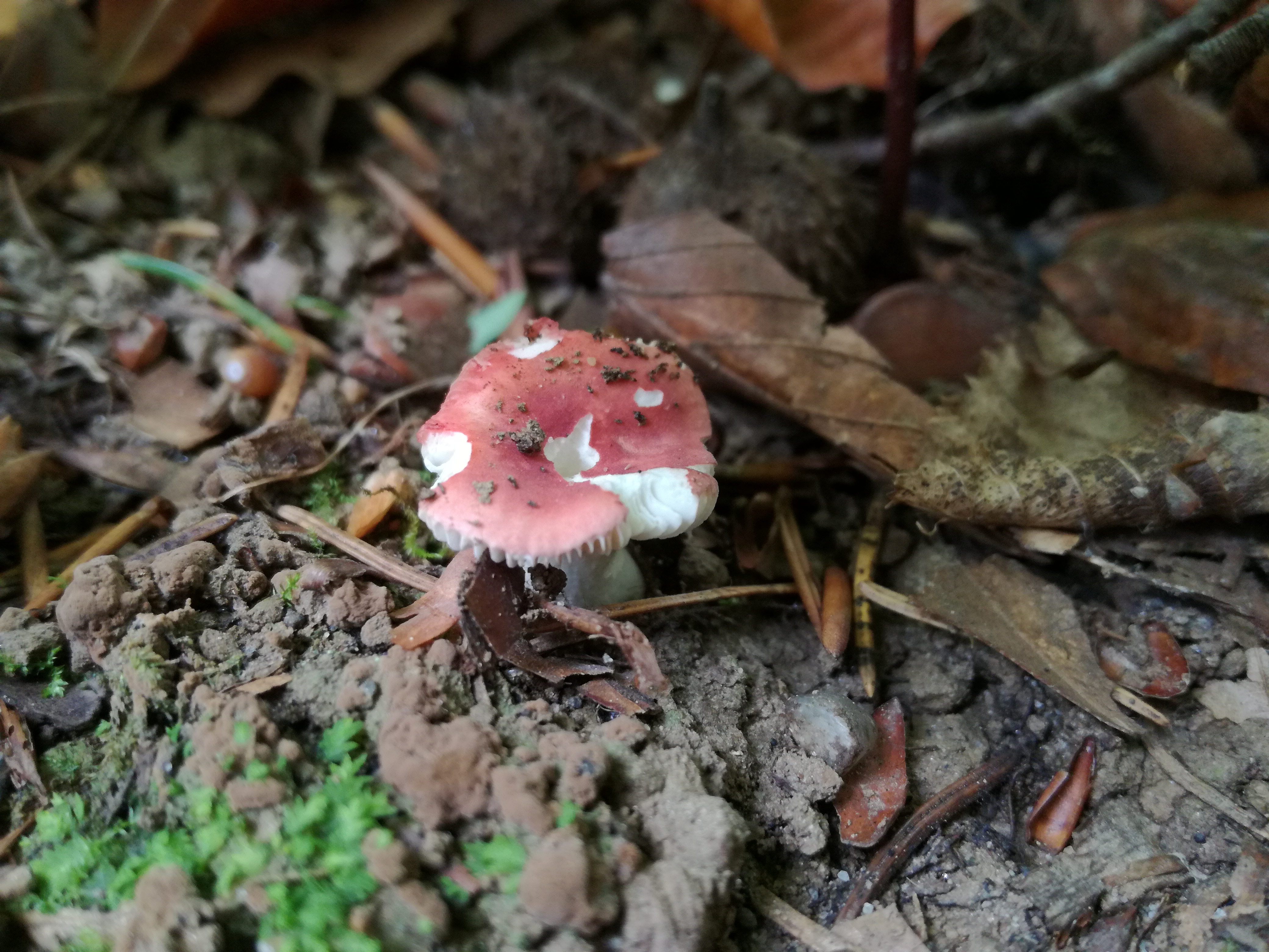 23102017230321 3144 art 1889 img 20171008 144138 minutula 2