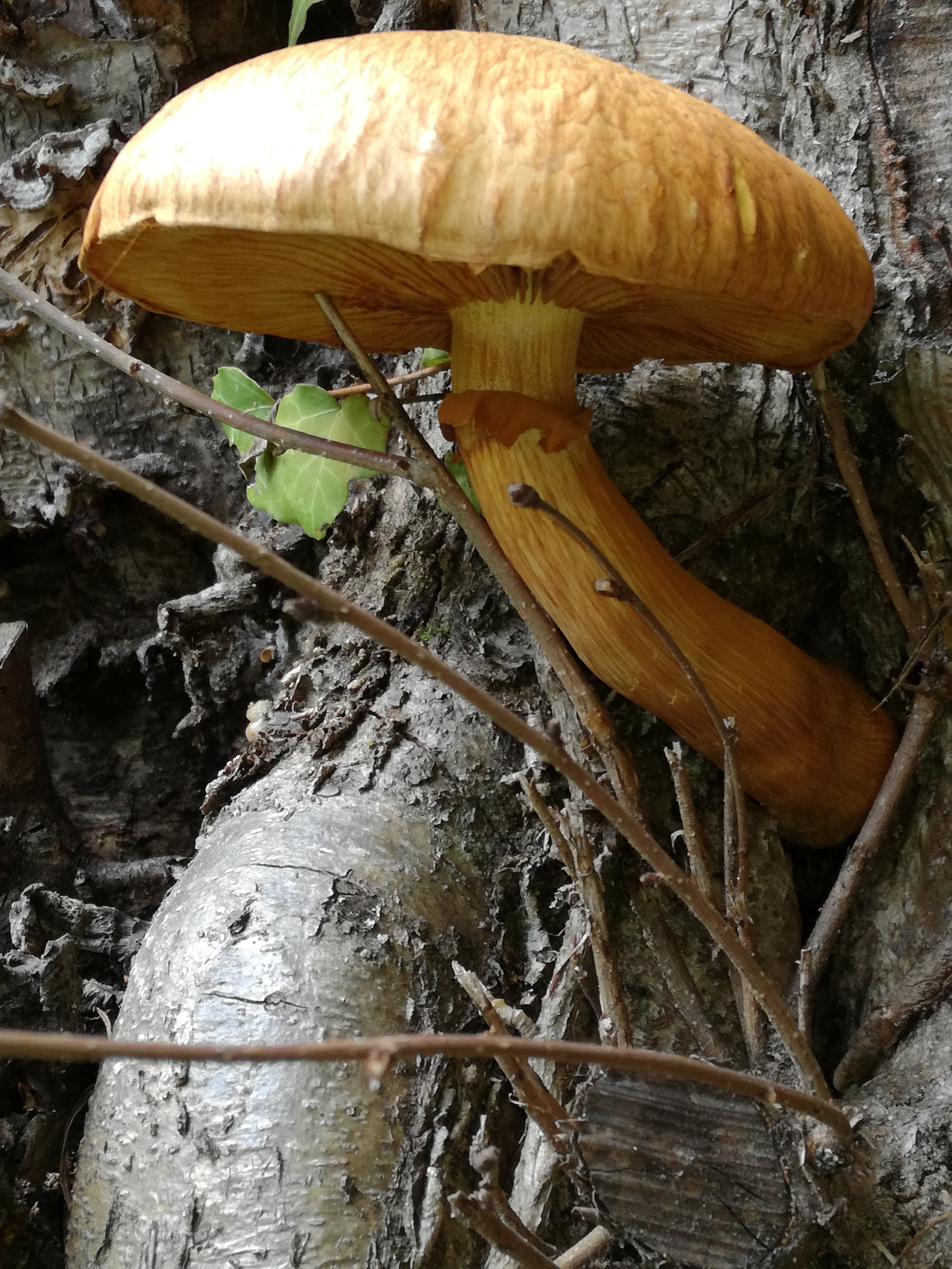 23102017231609 3145 art 1890 img 20171008 145451 junionus 3