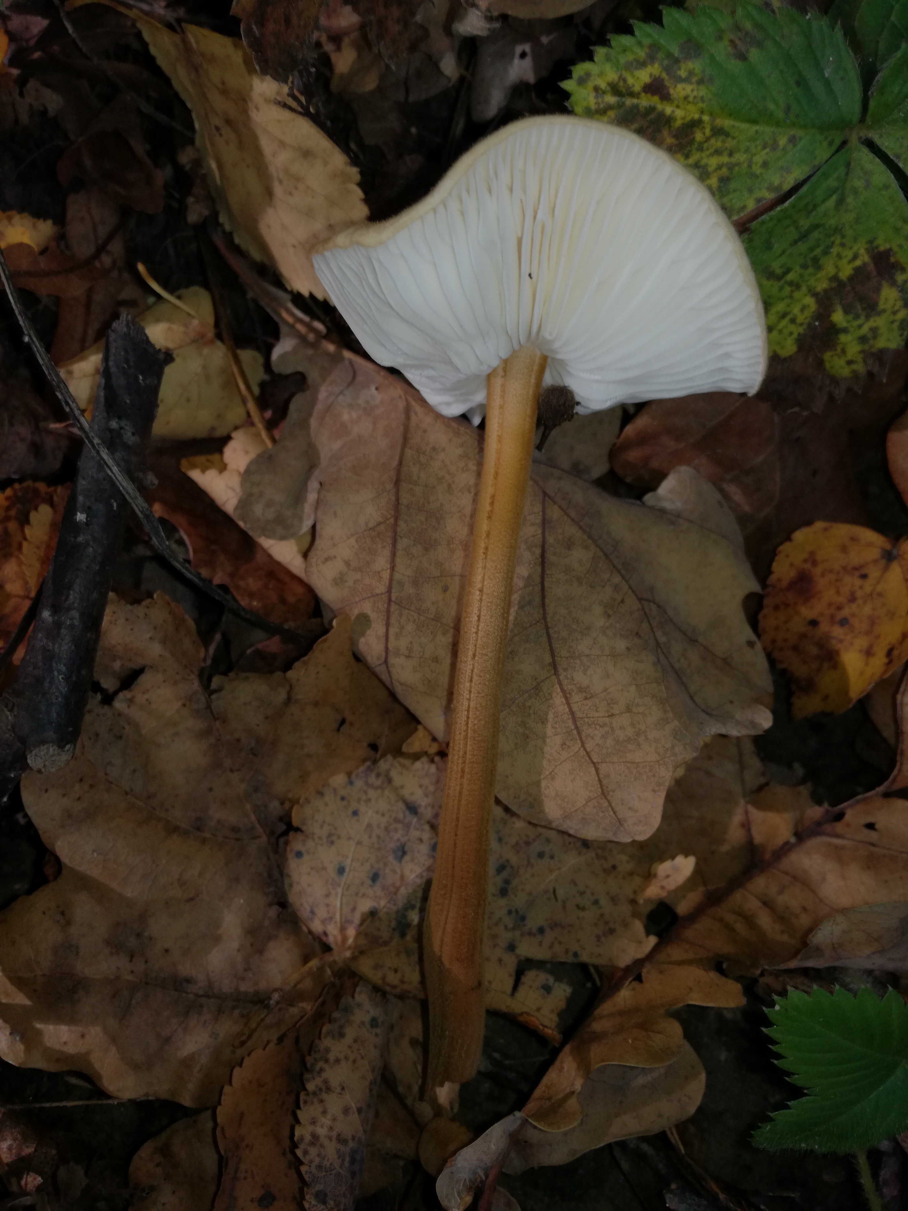 23102017233425 3147 art 1891 img 20171011 111326