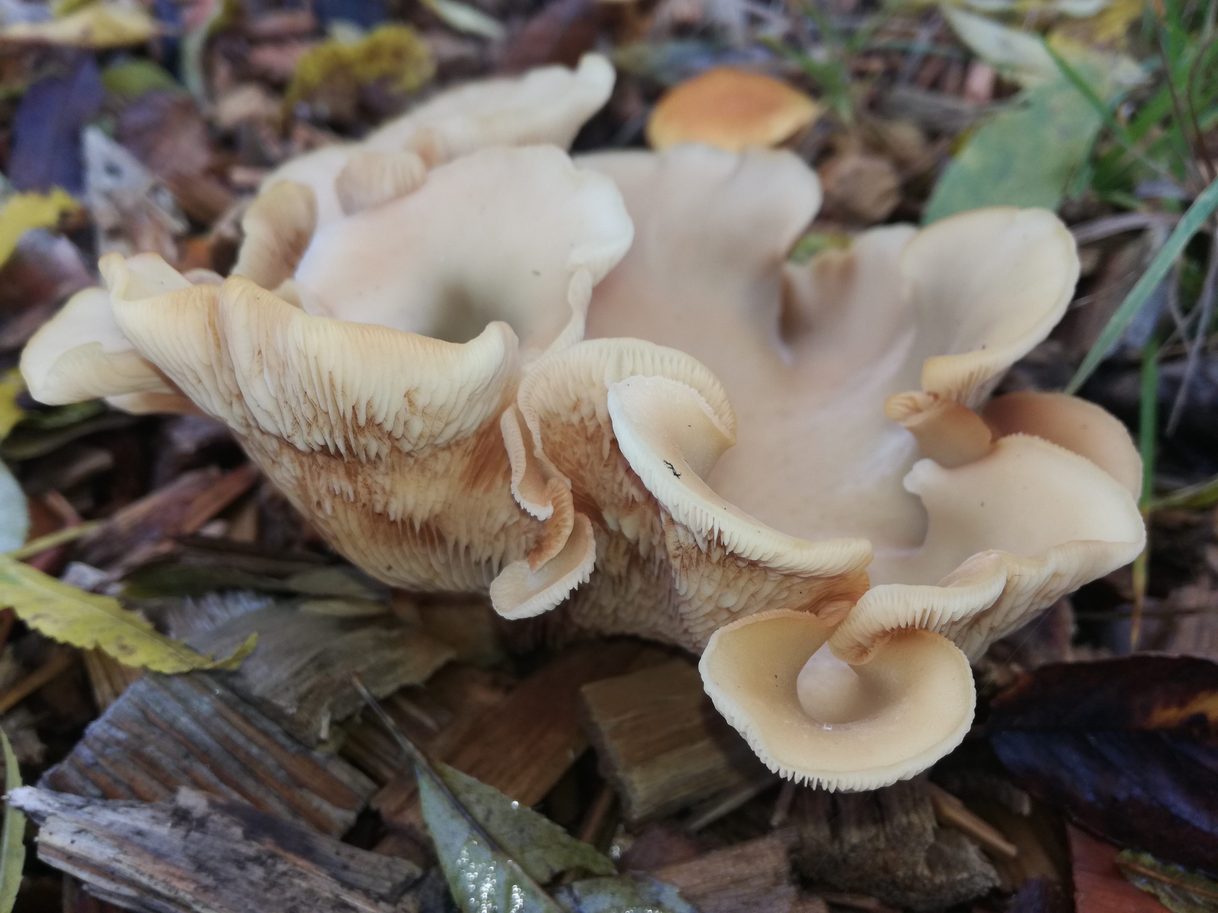 23102017235249 3149 art 1892 img 20171013 123246