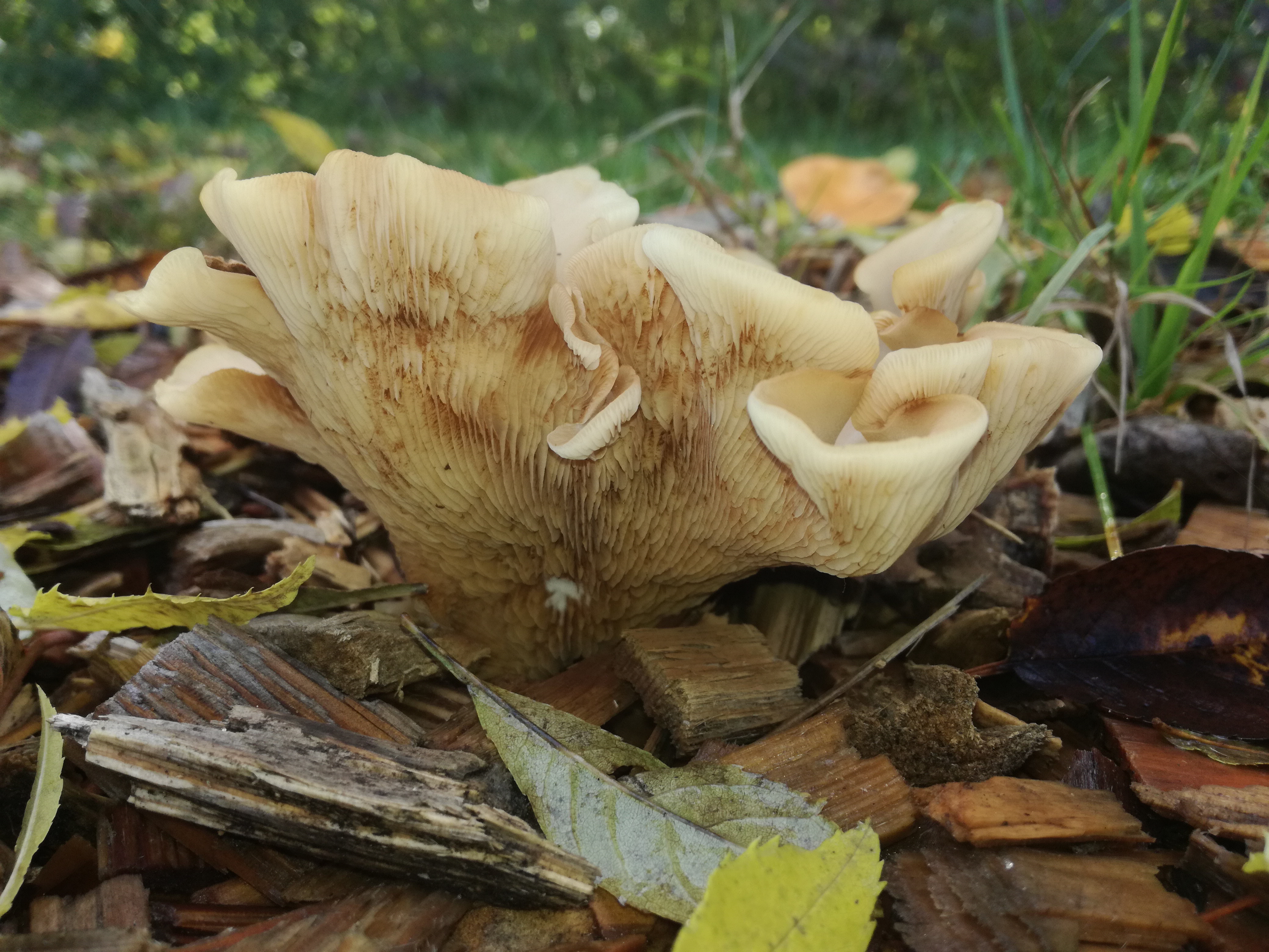 23102017235455 3150 art 1892 img 20171013 123239 1