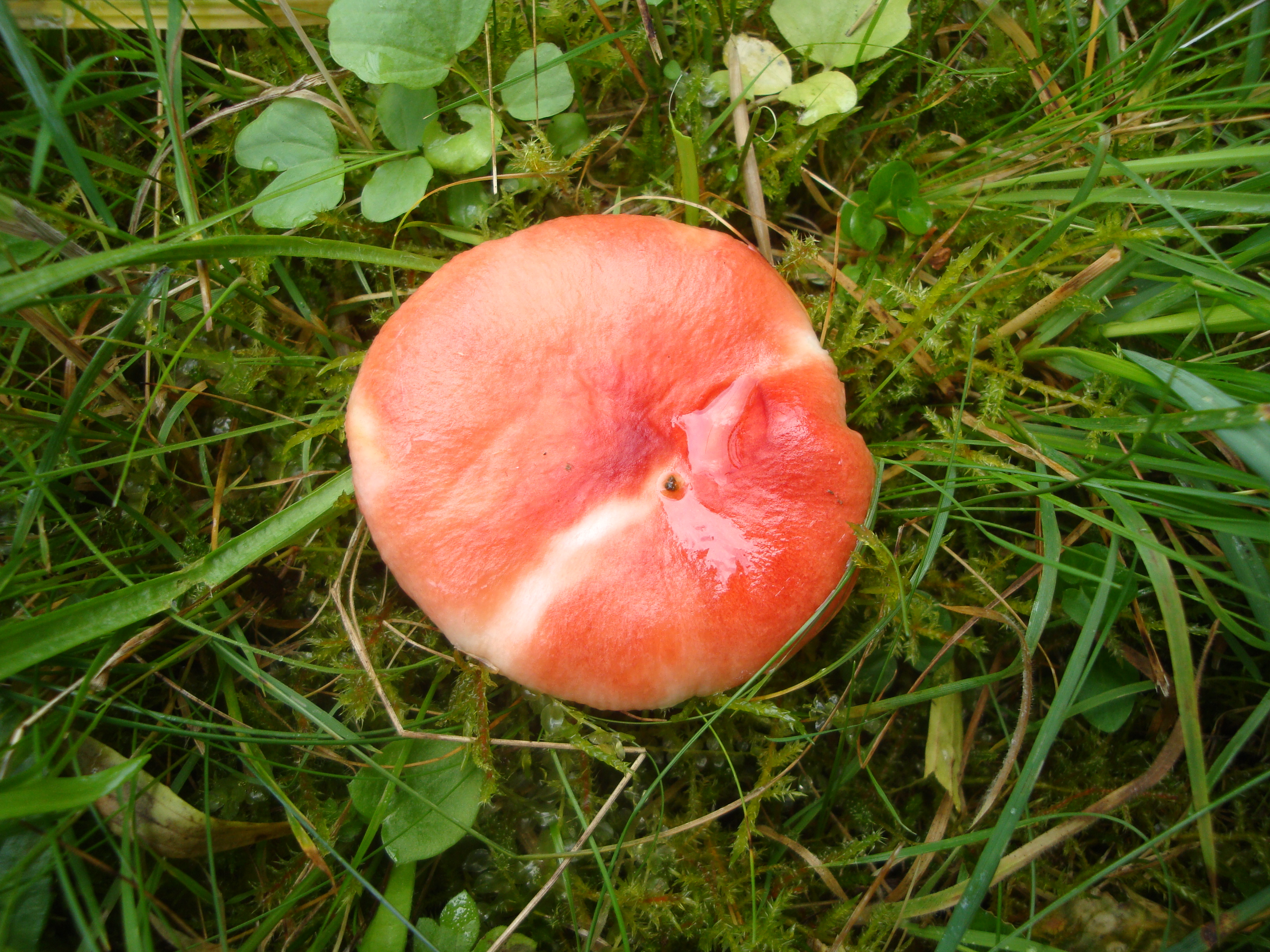 23112017225031 3346 art 1985 russula luteotacta