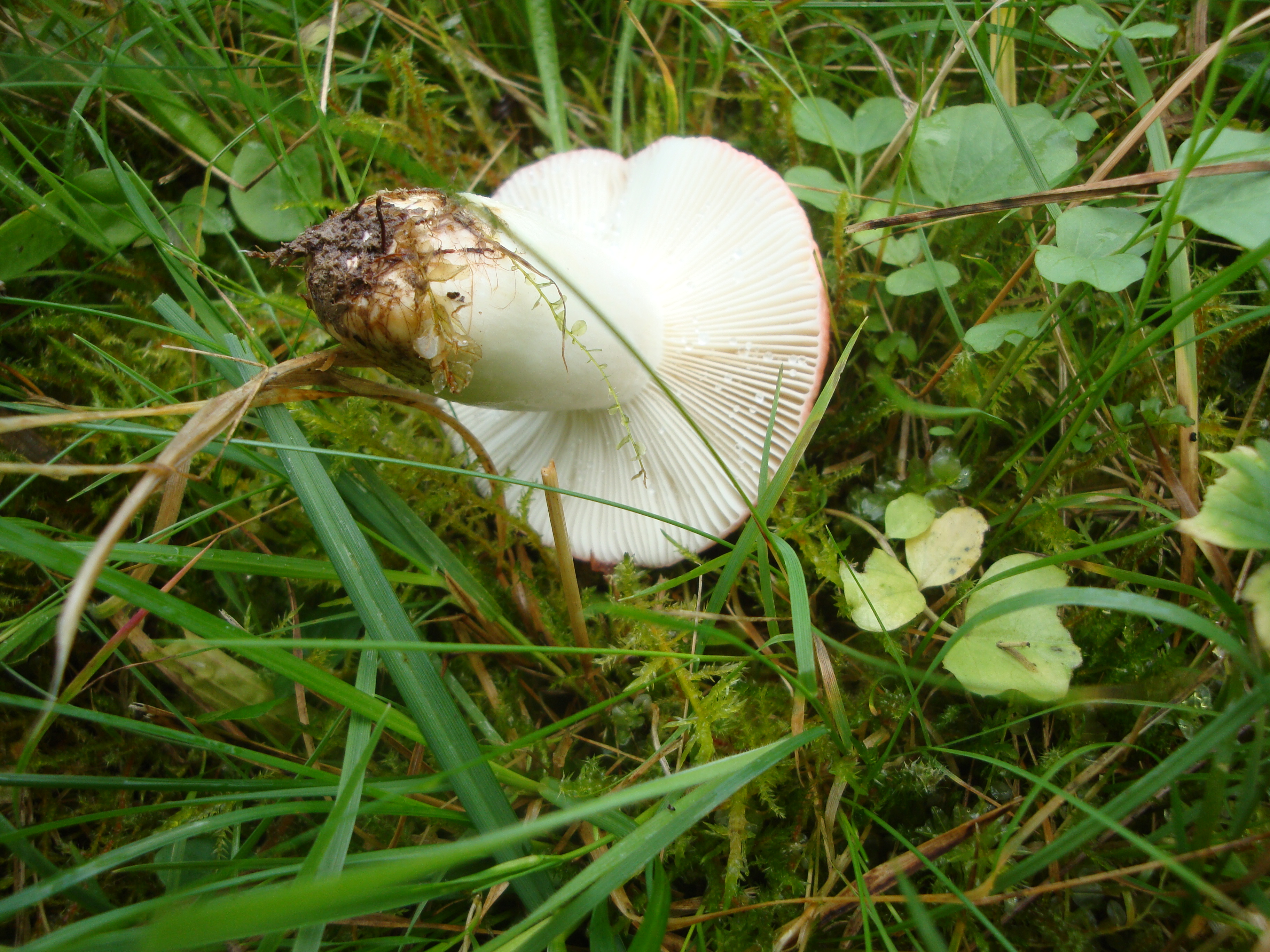 23112017225200 3347 art 1985 russula luteotacta1