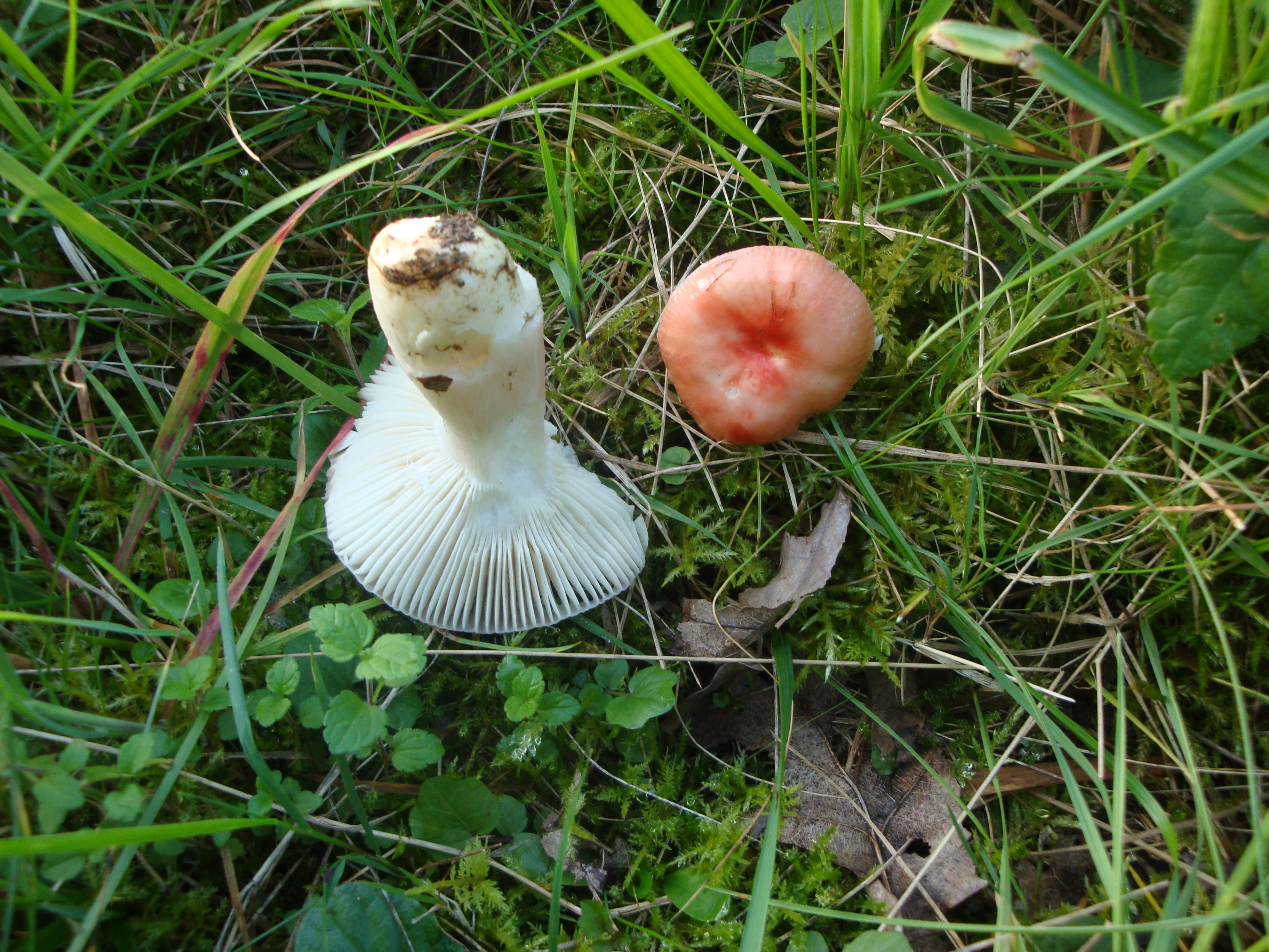 23112017225341 3348 art 1985 russula luteodacta2