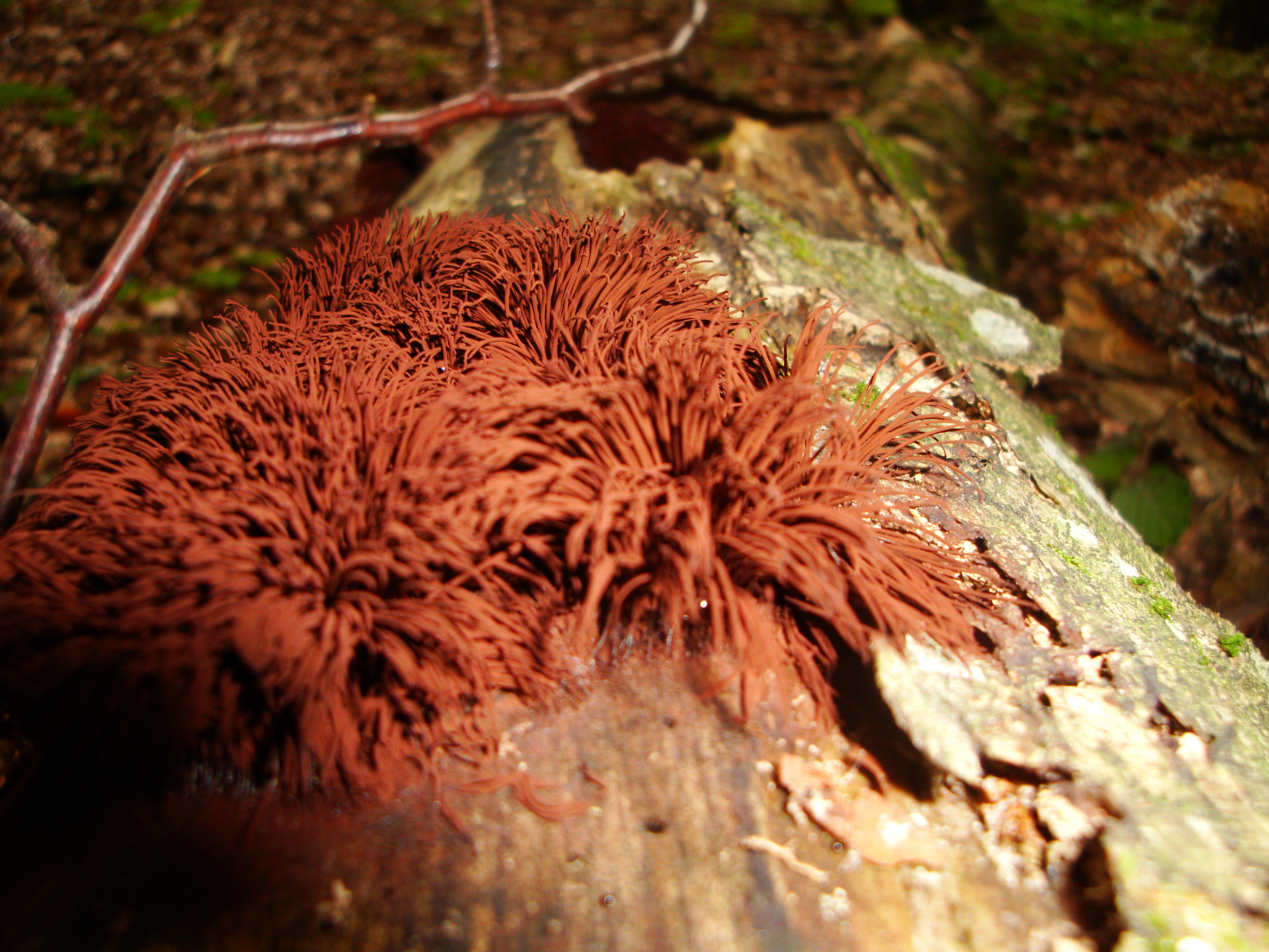 23112017233048 3351 art 1987 stemonitis axifera