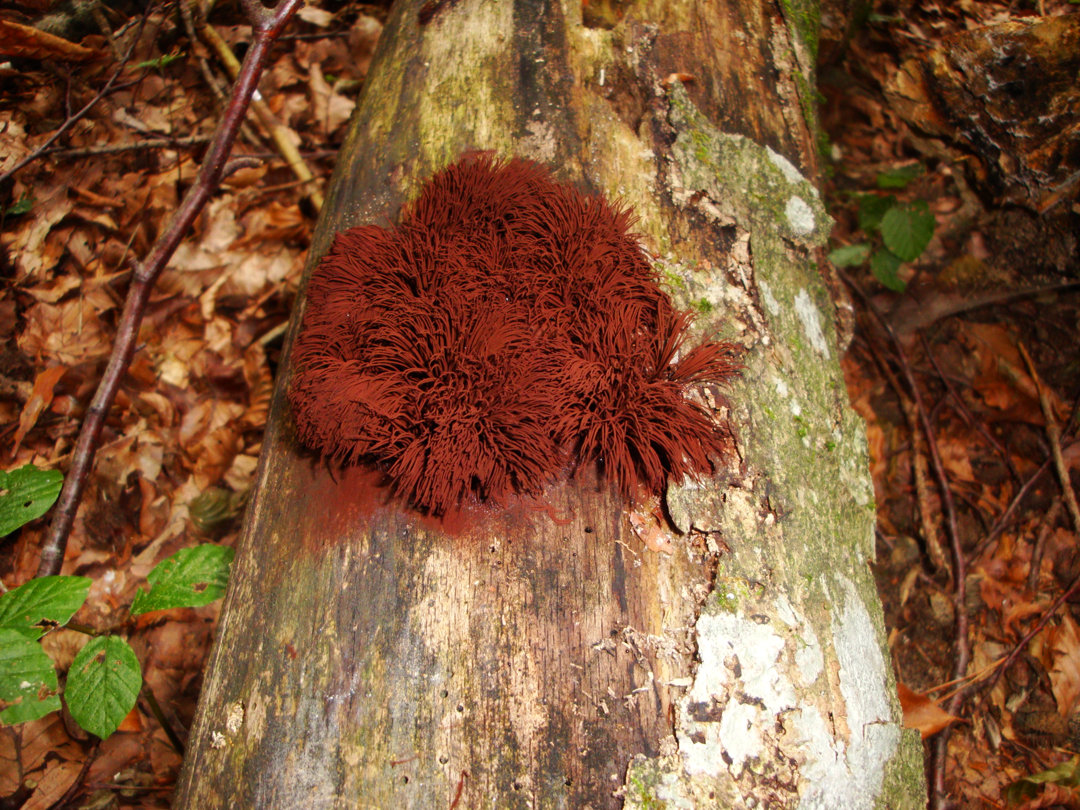 23112017233222 3352 art 1987 stemonitis axifera1