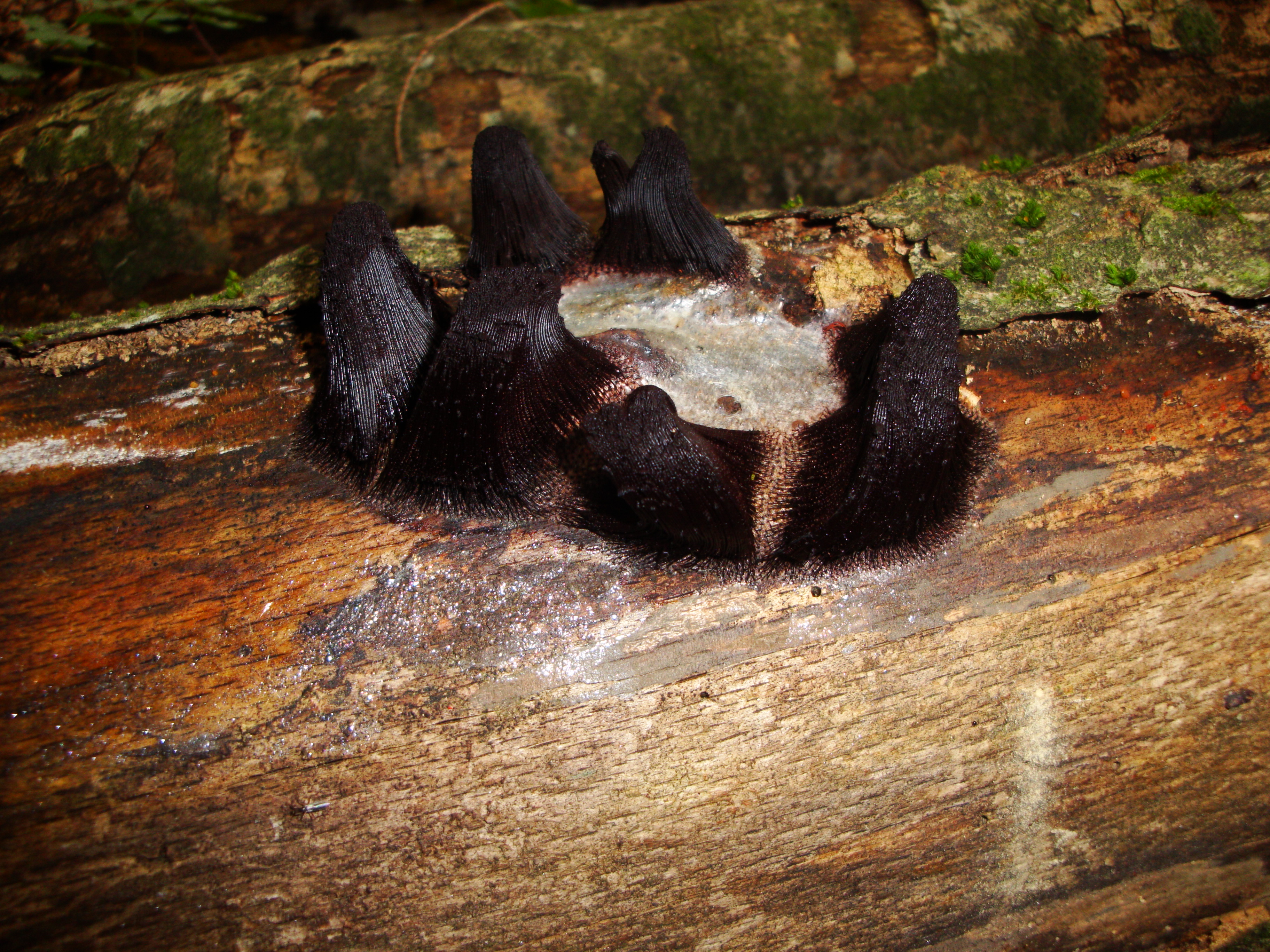 23112017233344 3353 art 1987 stemonitis axifera3