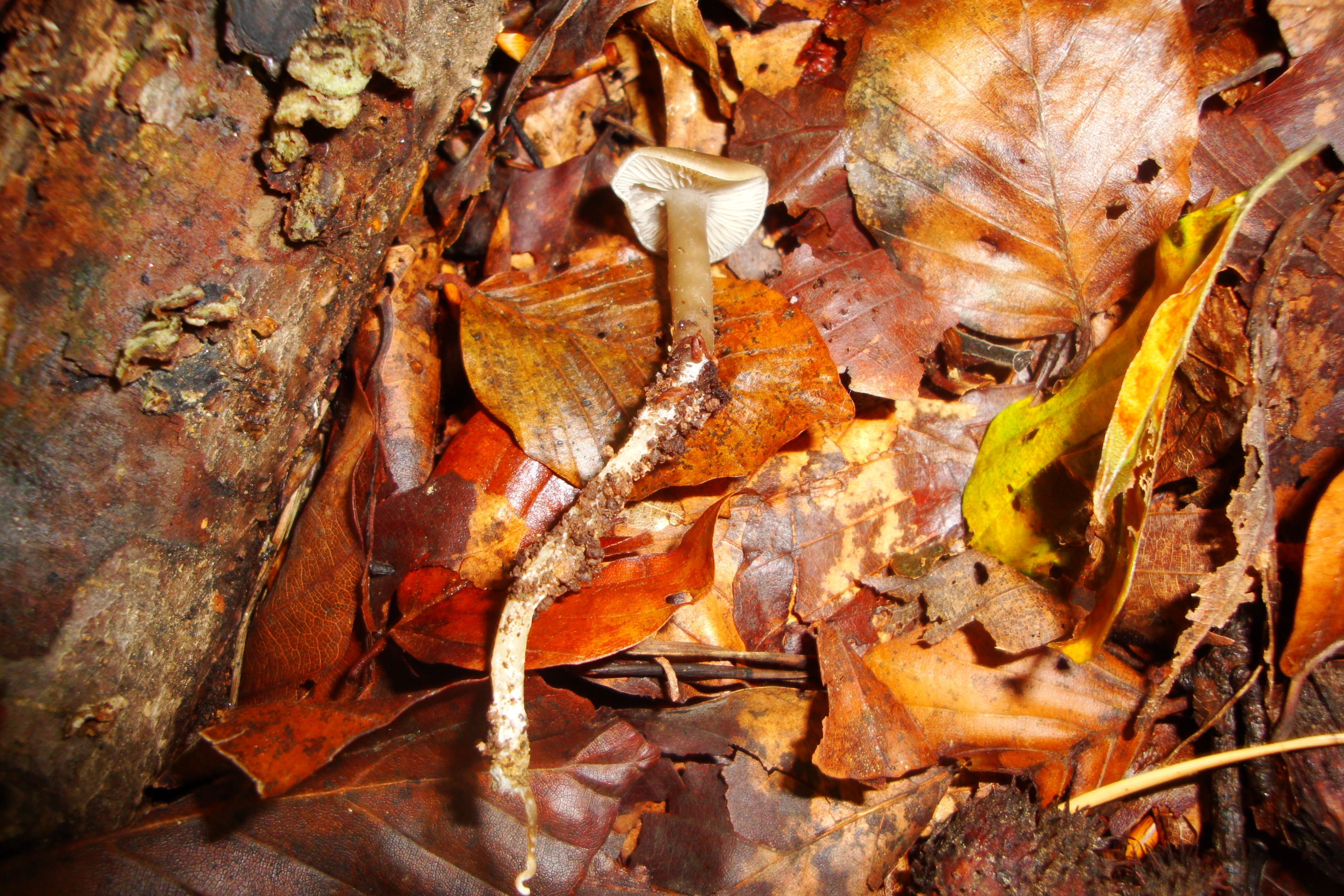 23112017235220 3354 art 1988 tephrocybe rancida