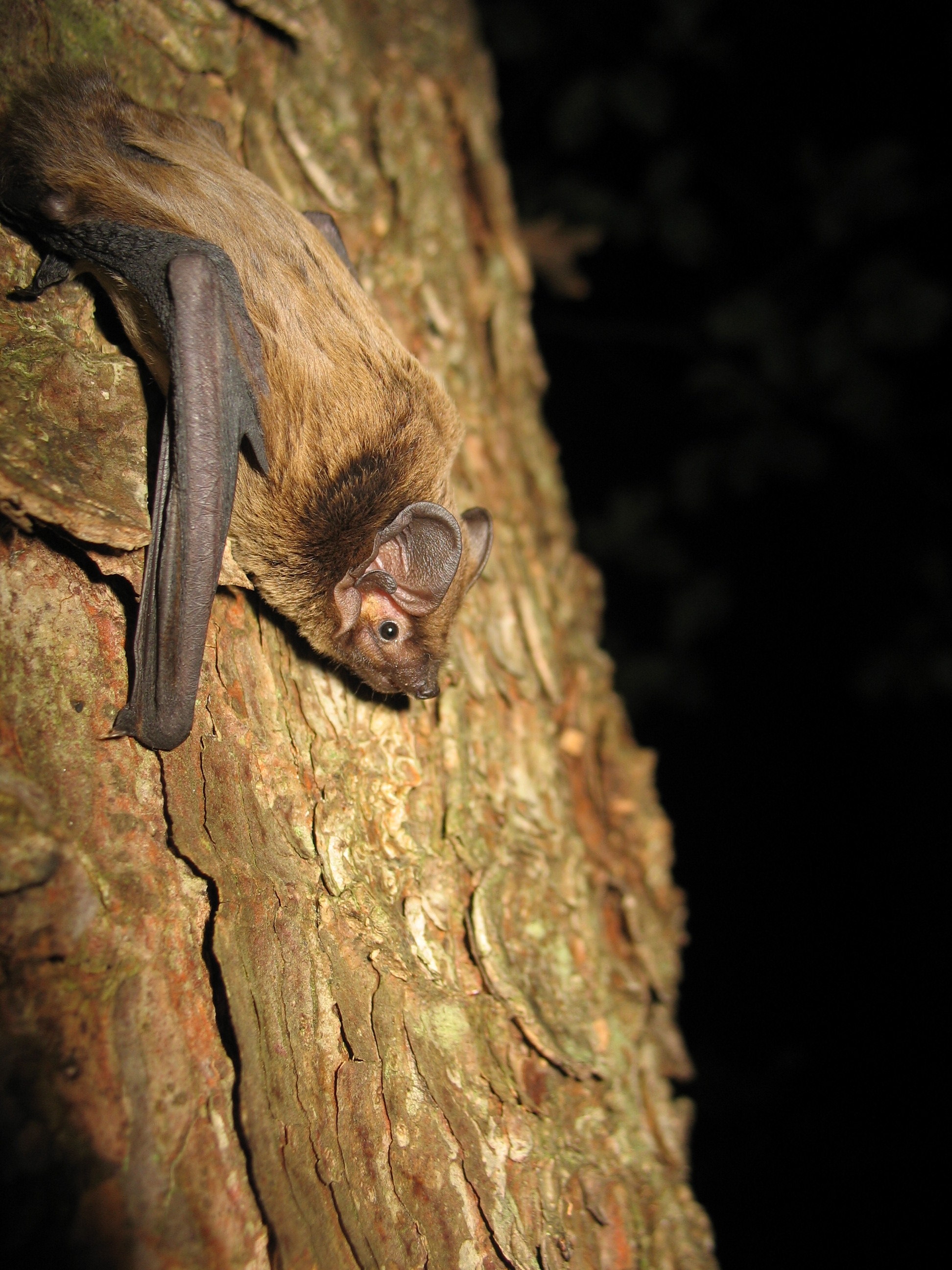 24052013131015 713 art 673 nyctalus leisleri f primoz presetnik