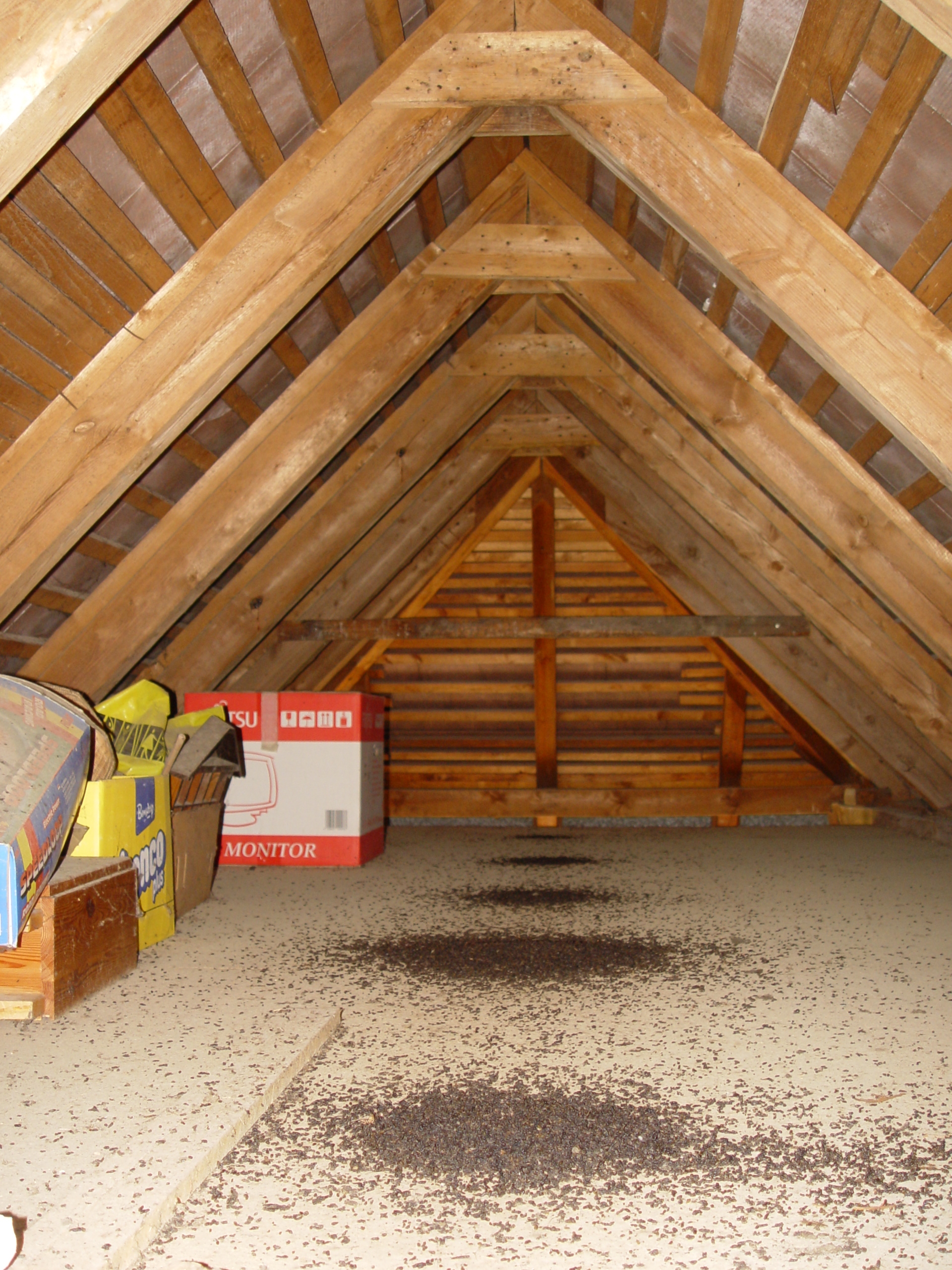 24052013132541 714 art 672 myotis emarginatus wohnstube nestelbach bei ilz f primoz presetnik