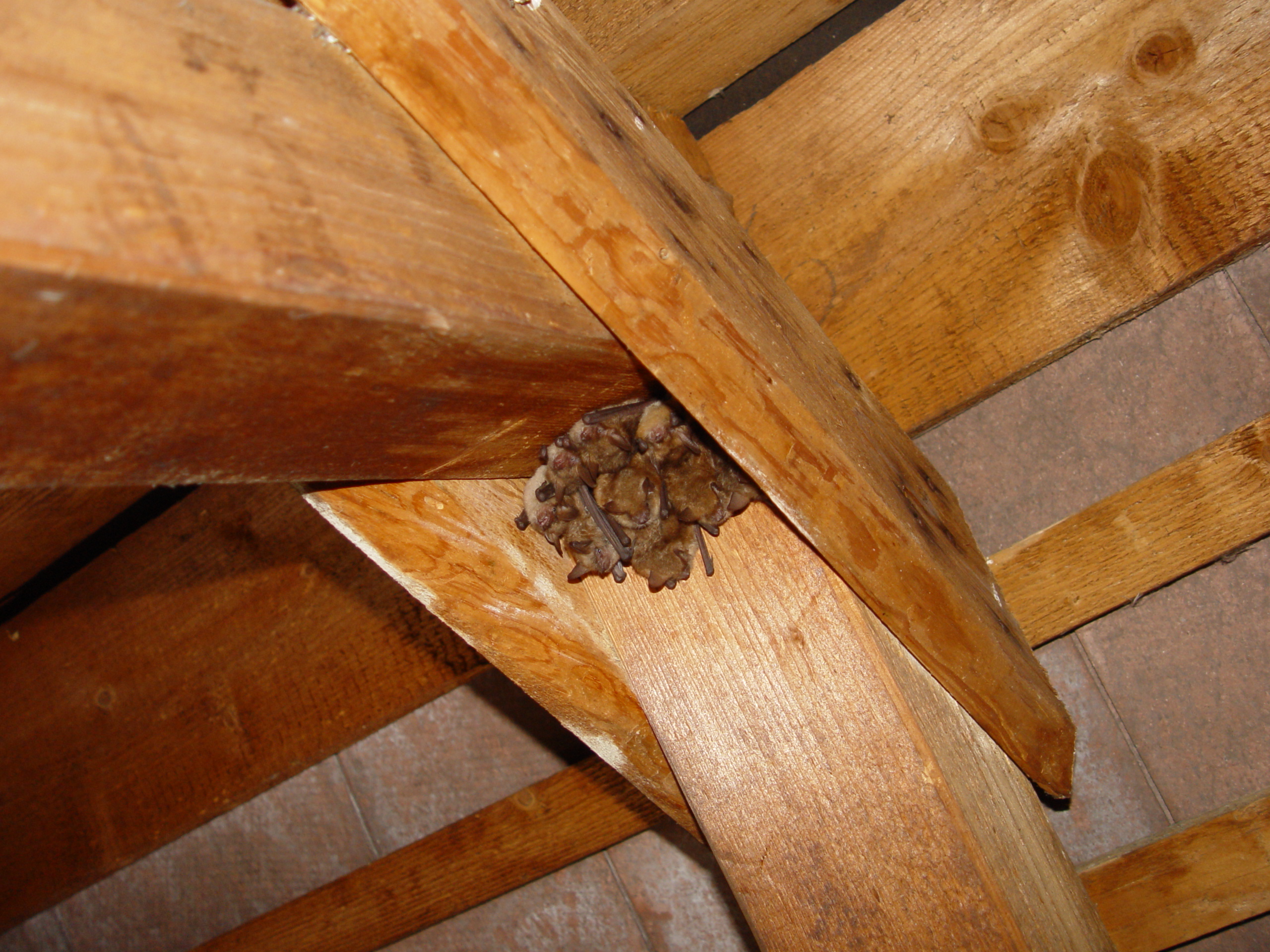 24052013132937 716 art 672 myotis emarginatus kolonie dachboden f primoz presetnik
