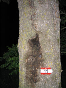 24052013134210 717 lebensraum 1133 baumhoehle fledermausquartier muggendorf