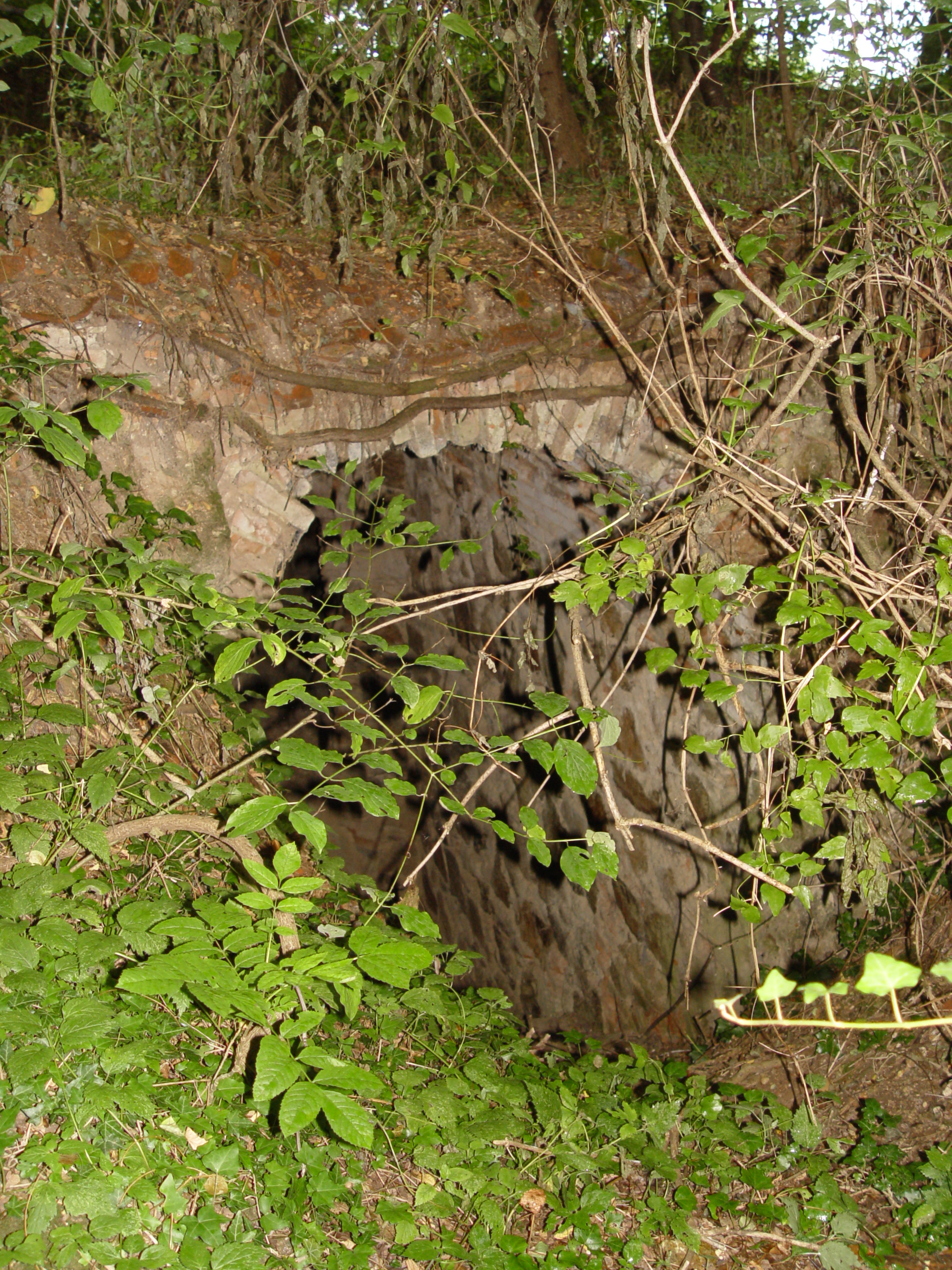 24052013140619 718 art 370 barbastella barbastellus winter paarungquartiere f primoz presetnik