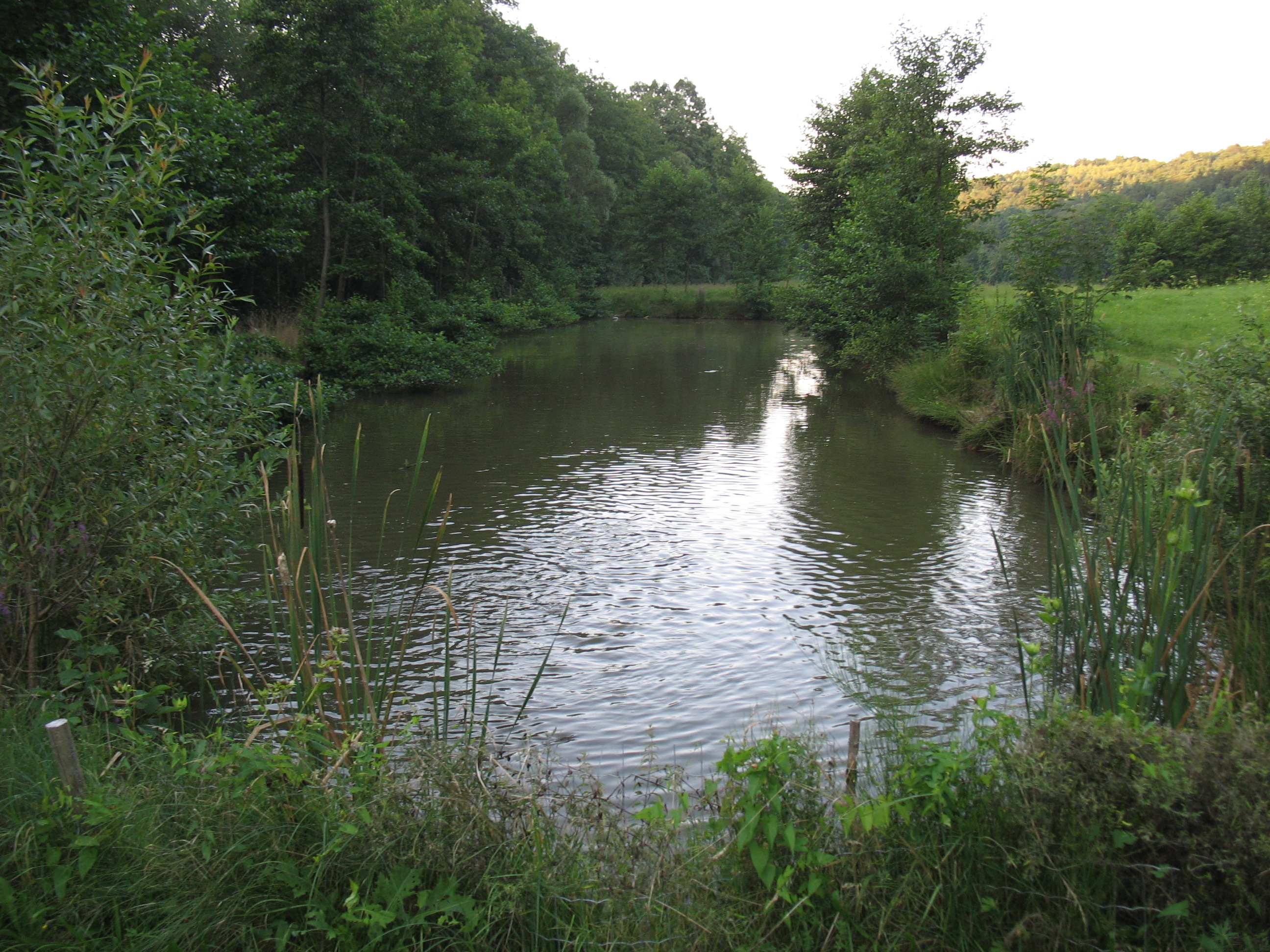 24052013141409 719 art 585 myotis daubentonii teich jagthabitat f primoz presetnik
