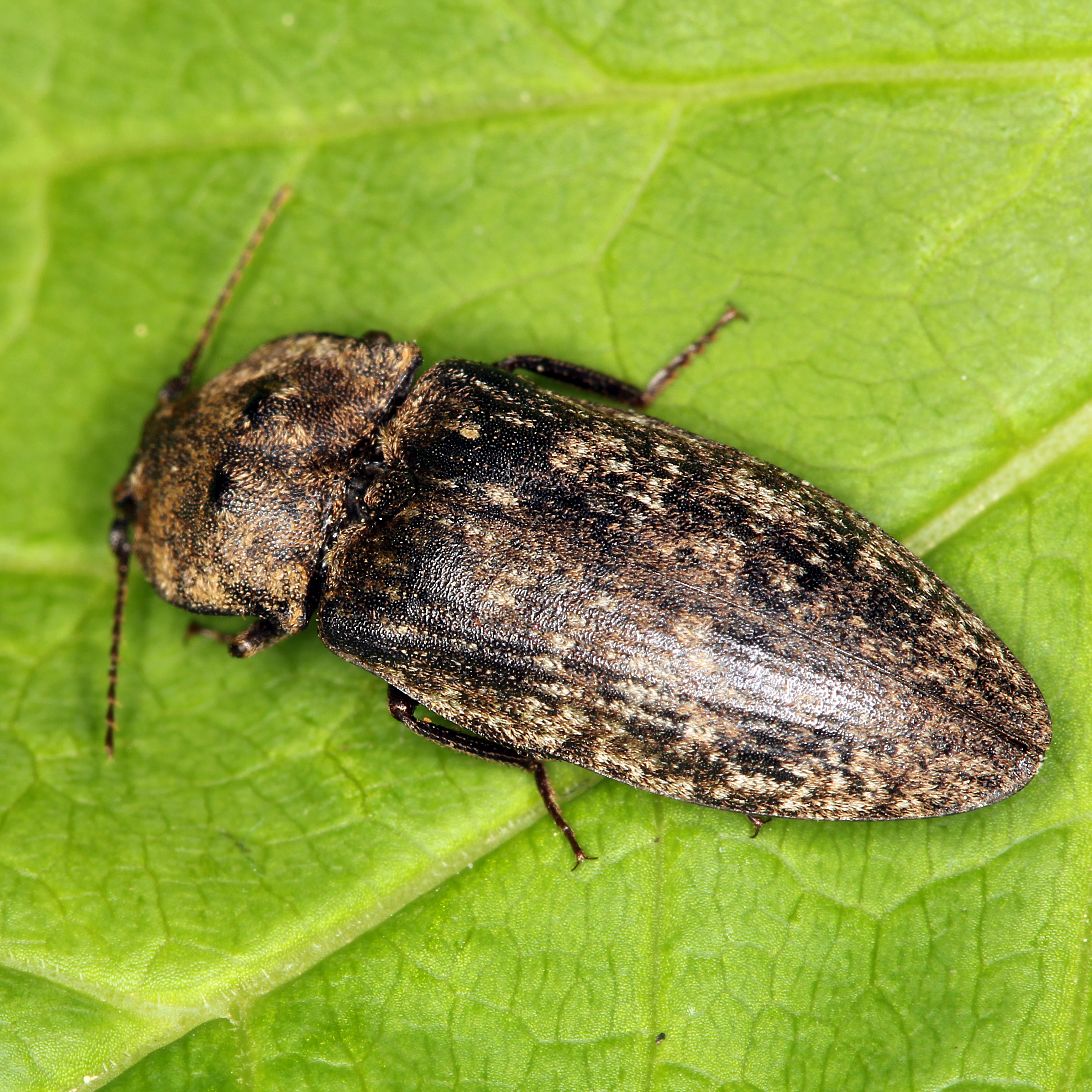 24052013184006 722 art 684 agrypnus murinus 2