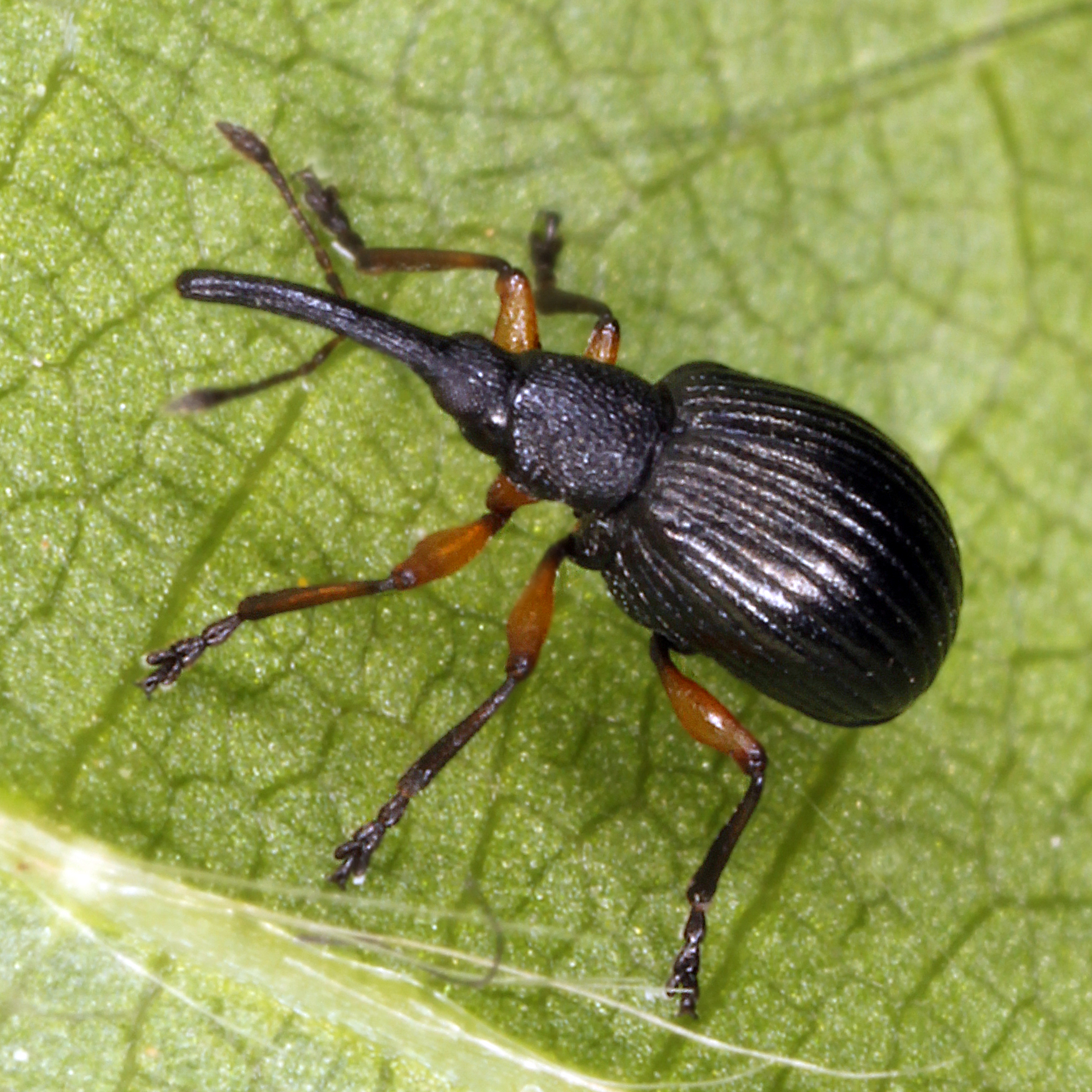 24052013184123 723 art 685 protapion trifolii