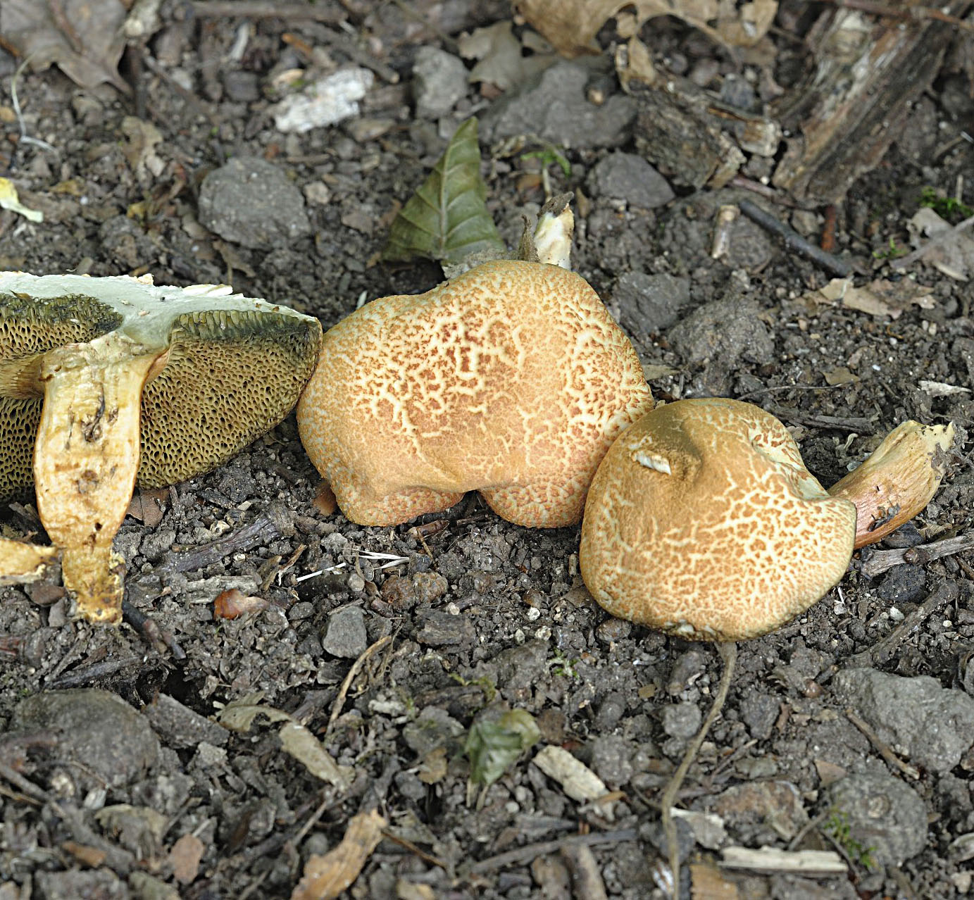 24052014131540 2361 art 734 xerocomellus armeniacus kopie