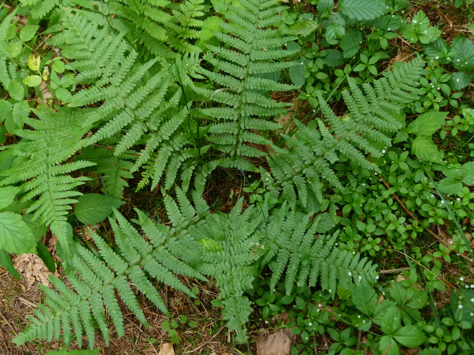 24062013204548 983 art 706 dryopteris