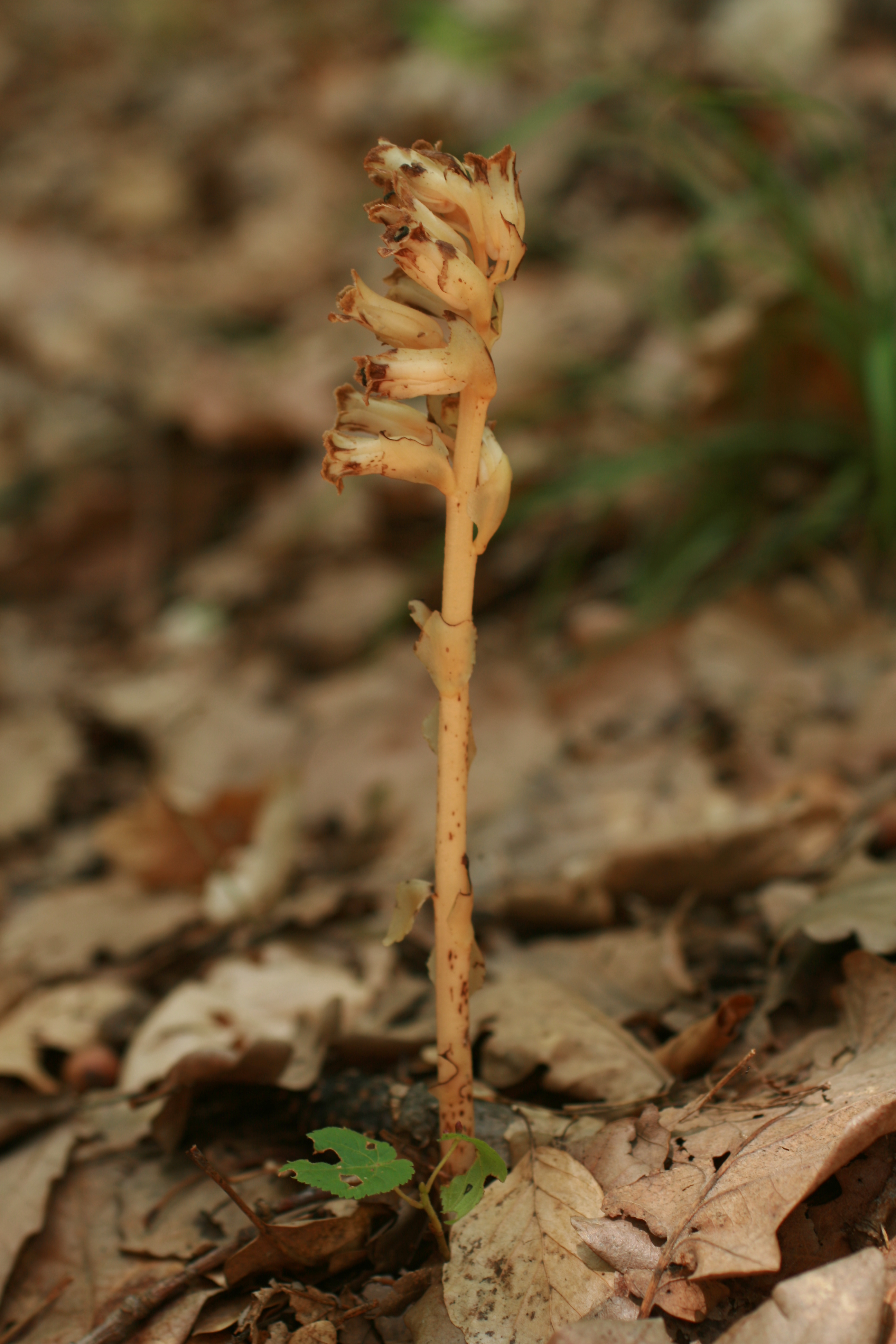 24062013204815 984 art 703 monotropa hypopitys glbgkgwest bild 001 82