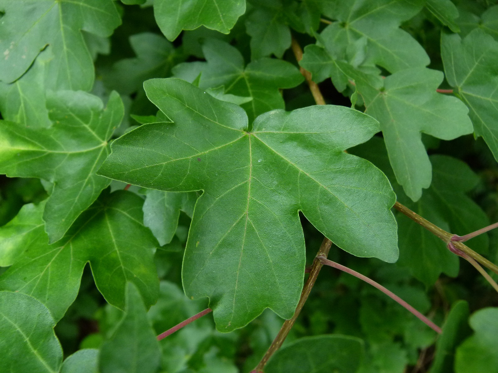 24062013205202 985 art 389 feldahorn