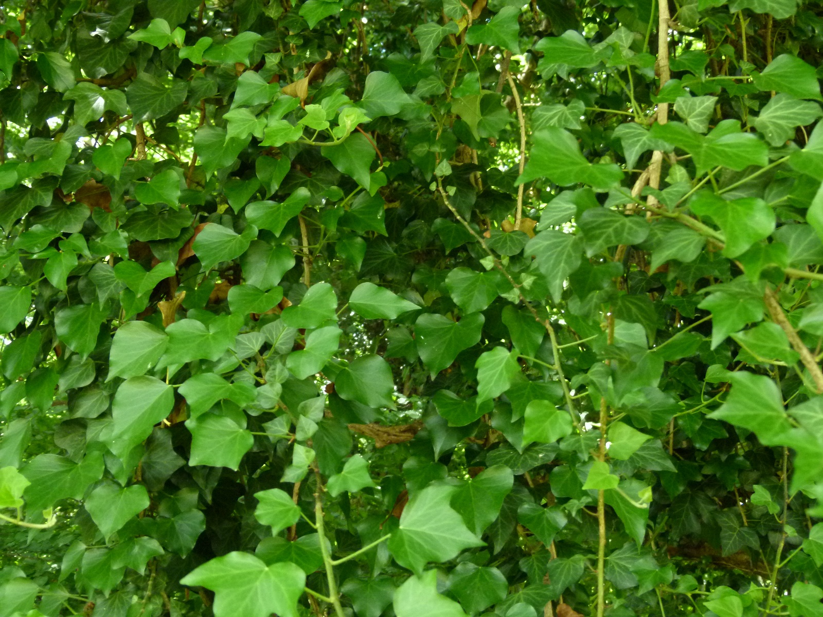 24062013205401 986 art 699 hedera helix