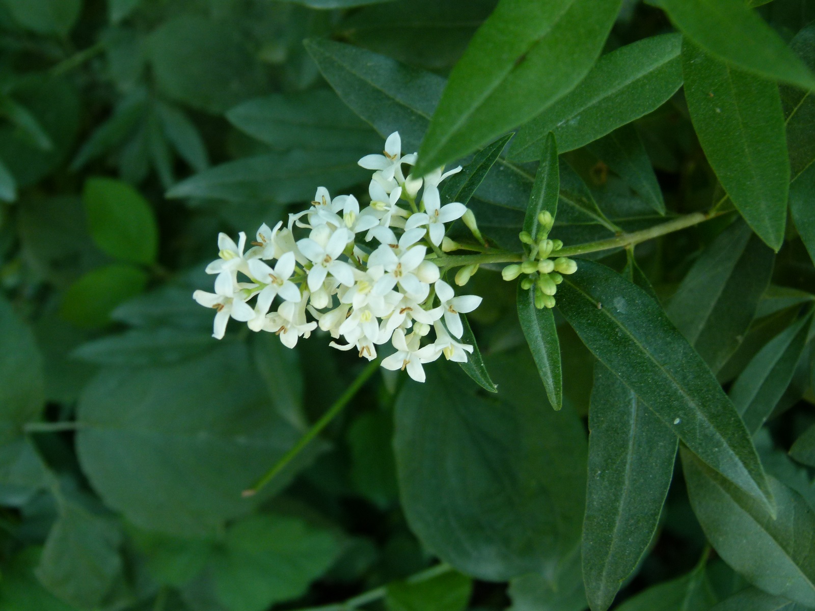 24062013205613 987 art 265 ligustrum vulgare