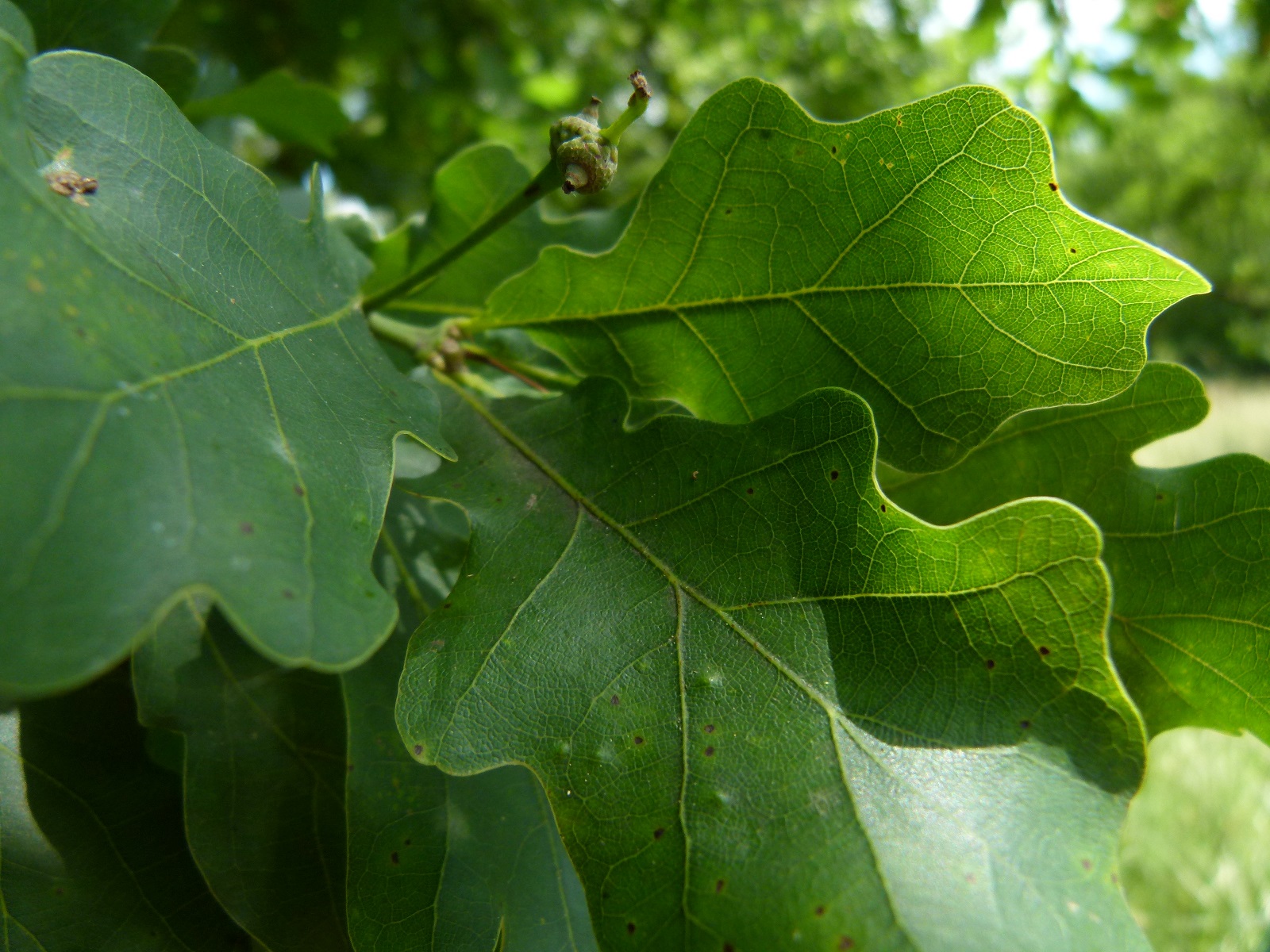 24062013205903 988 art 700 quercus robur