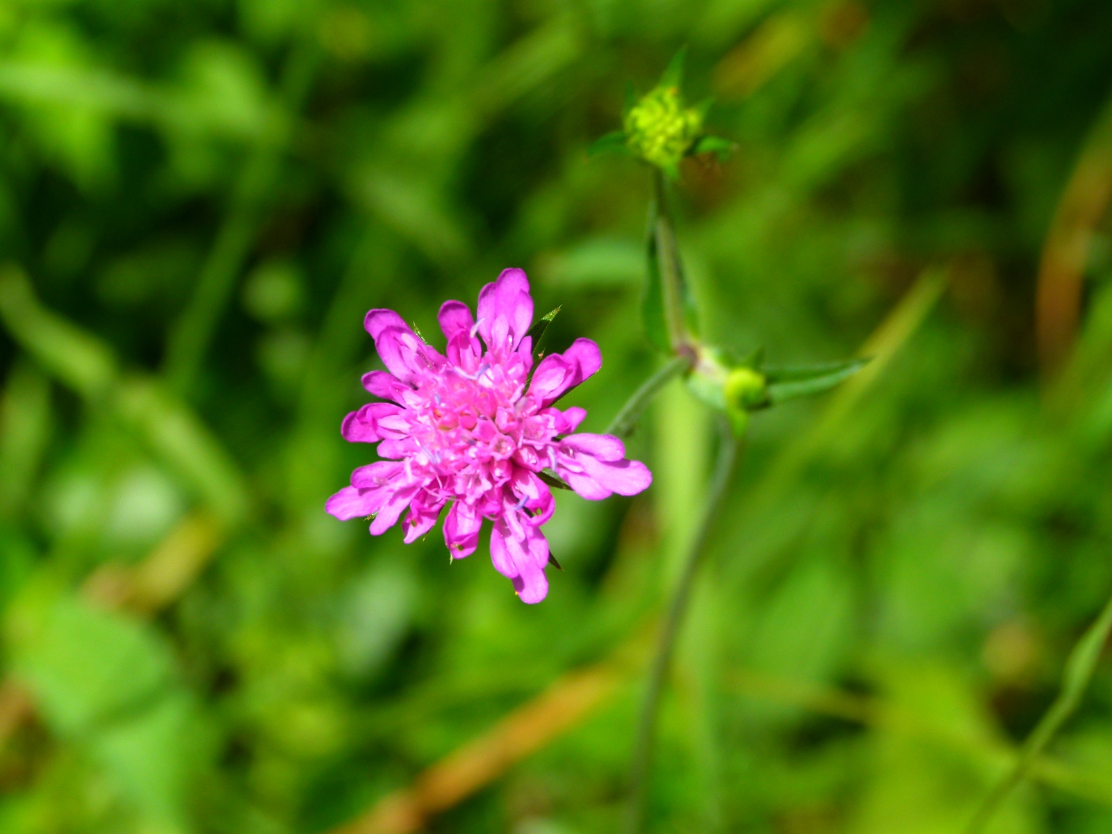 24062013210043 989 art 880 waldwitwenblume
