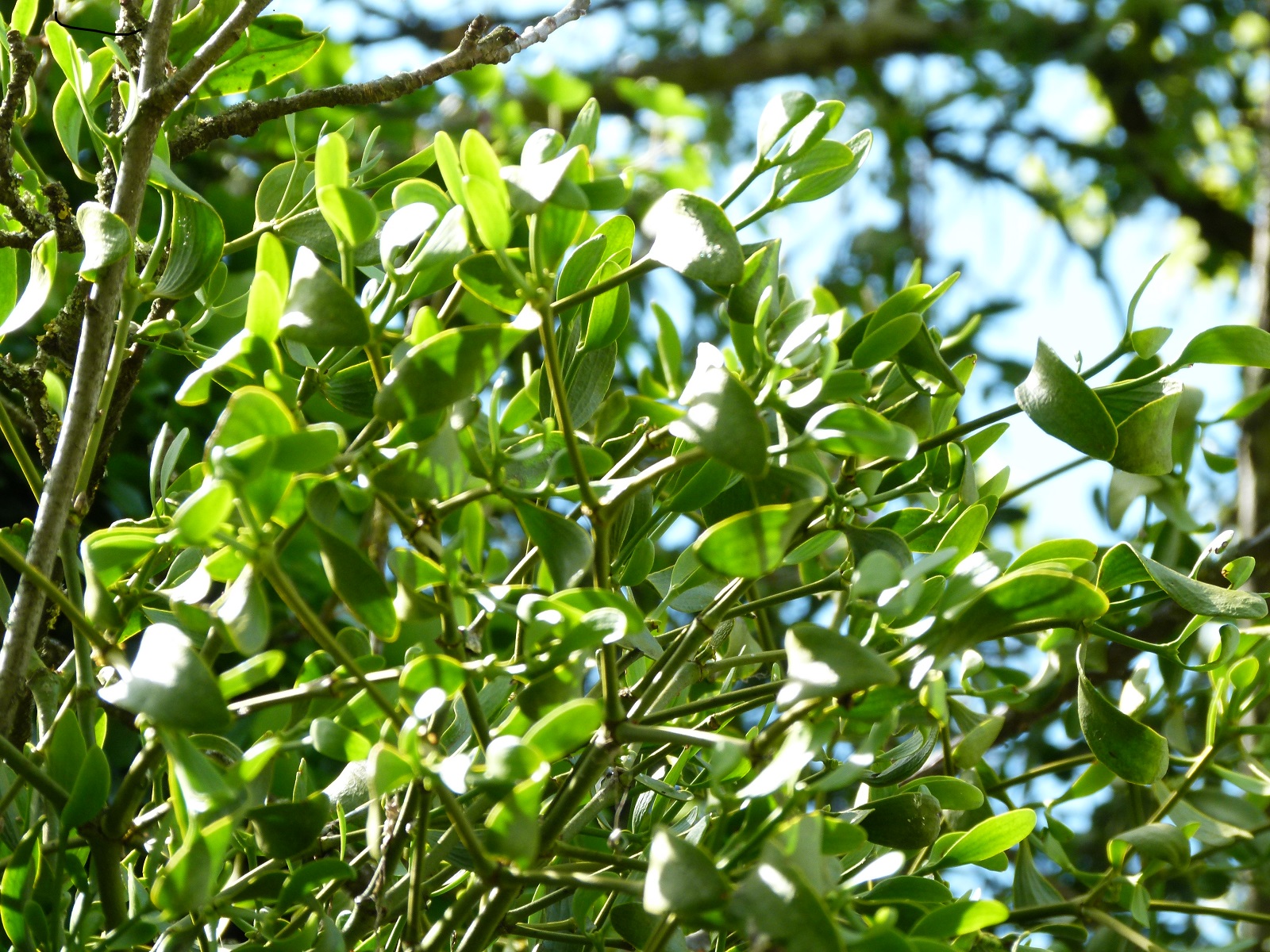 24062013210211 990 art 888 mistel