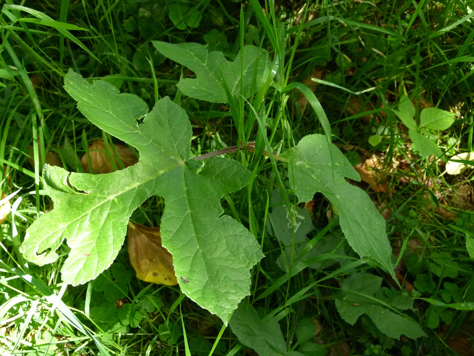 24062013210450 991 art 751 heracleum