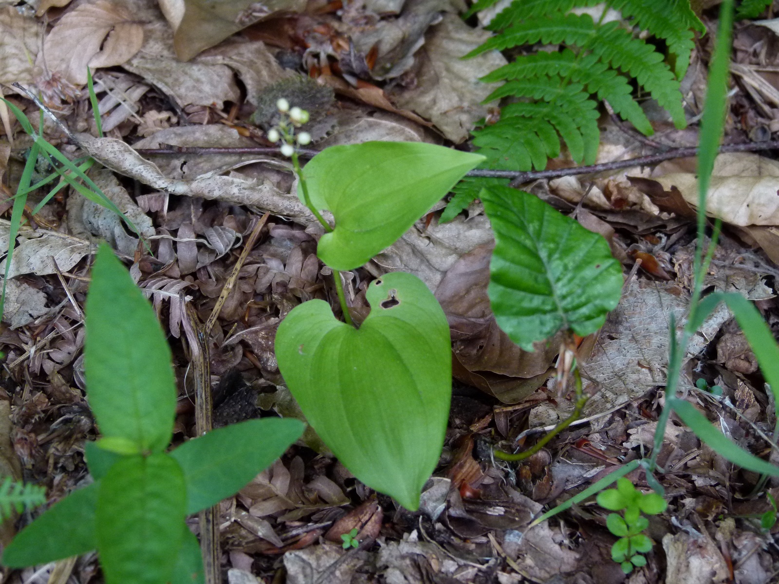 24062013210558 992 art 707 maianthemum bifolium