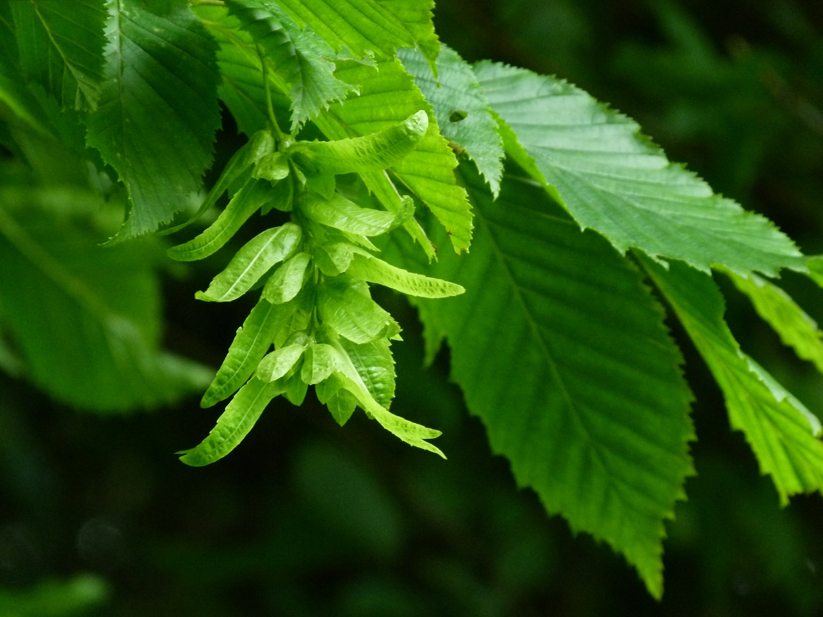 24062013210756 993 art 698 carpinus betulus mit frucht
