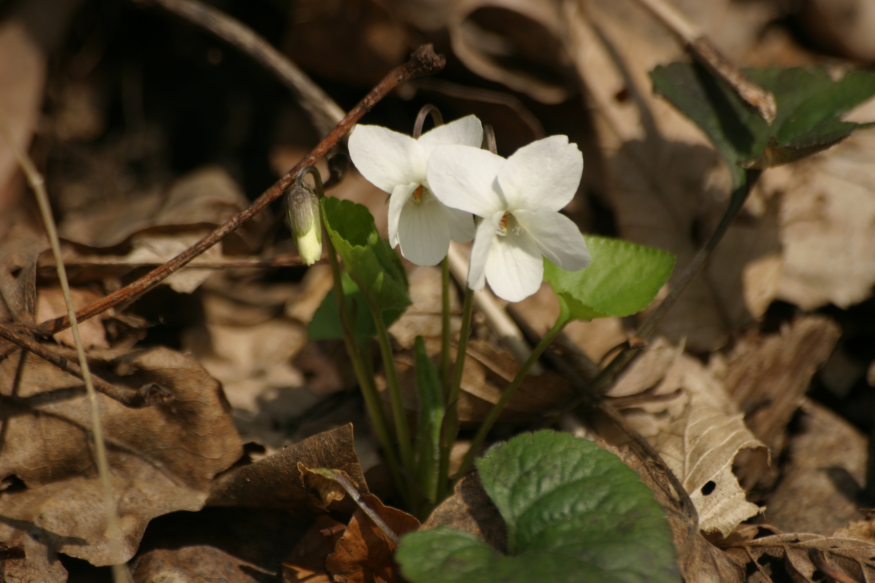 24062013212720 994 art 886 viola alba burgfried img 6421