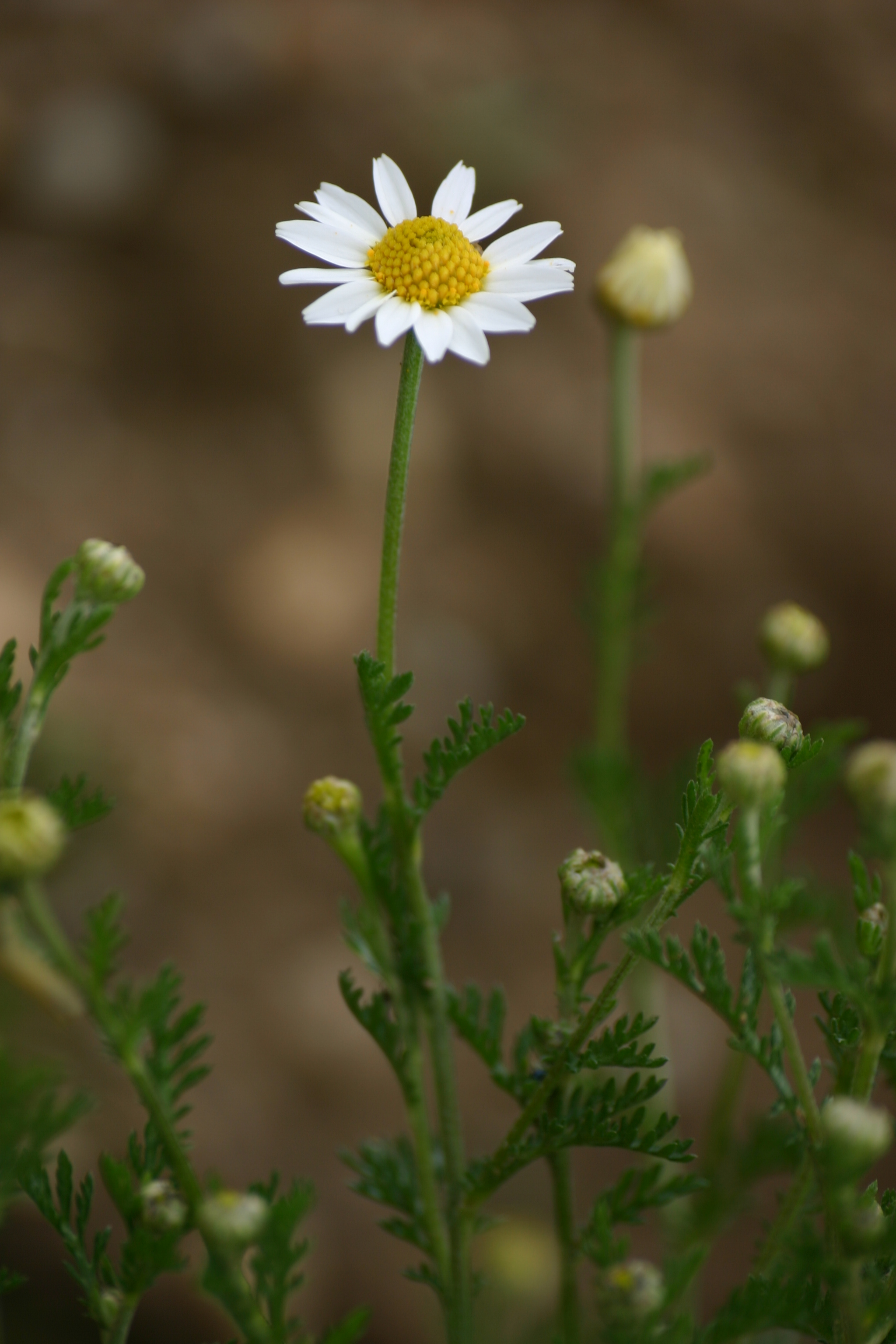 24062013213855 995 art 887 anthemis arvensis hobischbg bgld img 1236 10