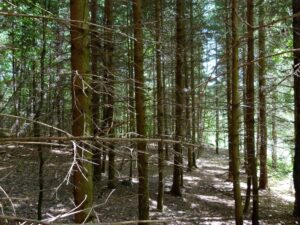 24062013214510 996 lebensraum 1119 fichtenforst