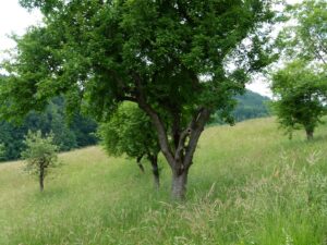 24062013215427 999 lebensraum 1125 obstwiese