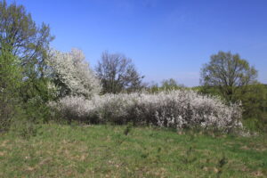 24062013215827 1001 lebensraum 1117 0 455