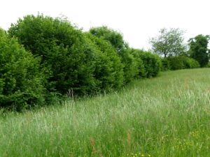 24062013220719 1002 lebensraum 1117 hecke