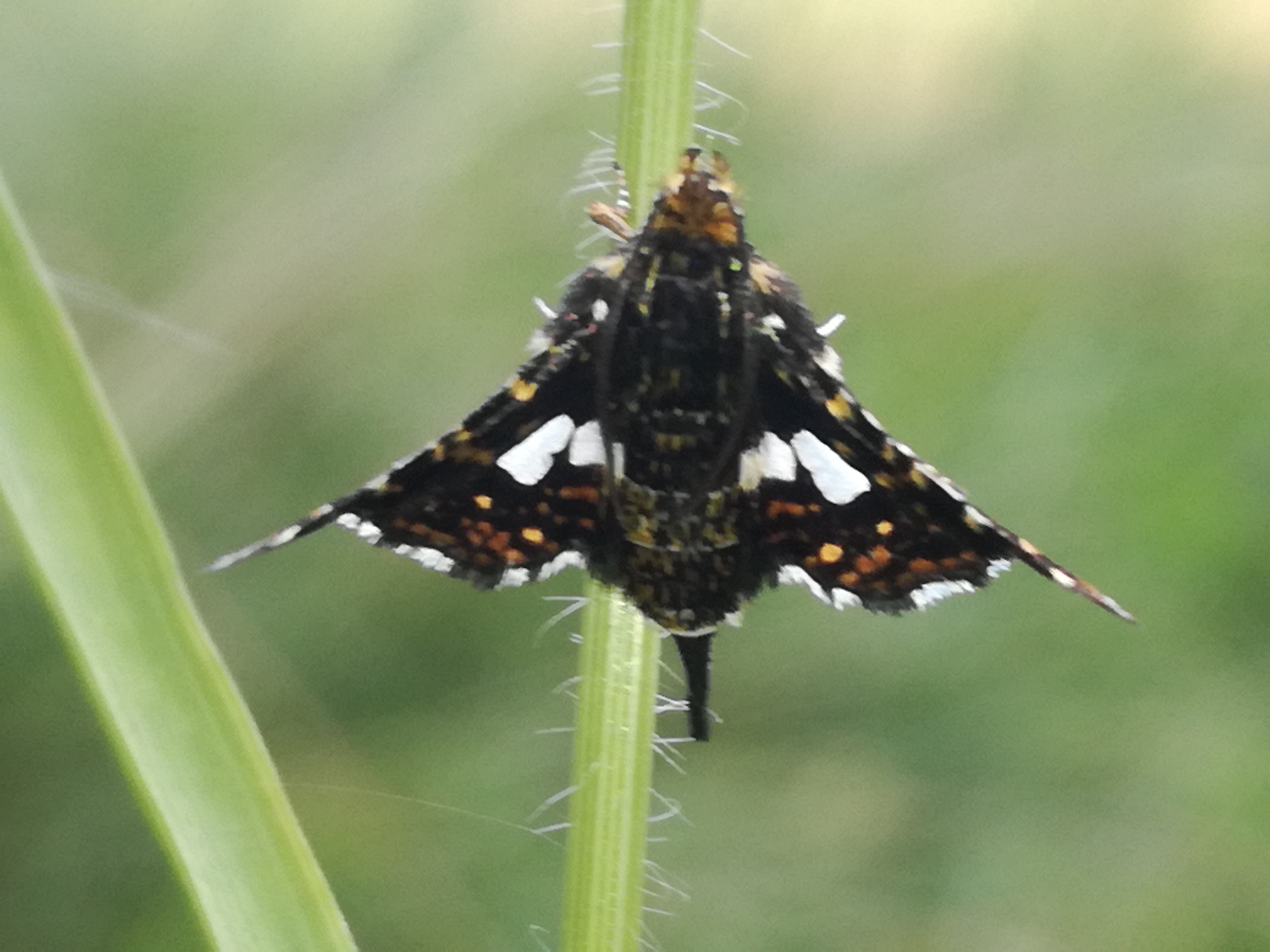 24062018000339 3763 art 2255 img 20180623 095453 1