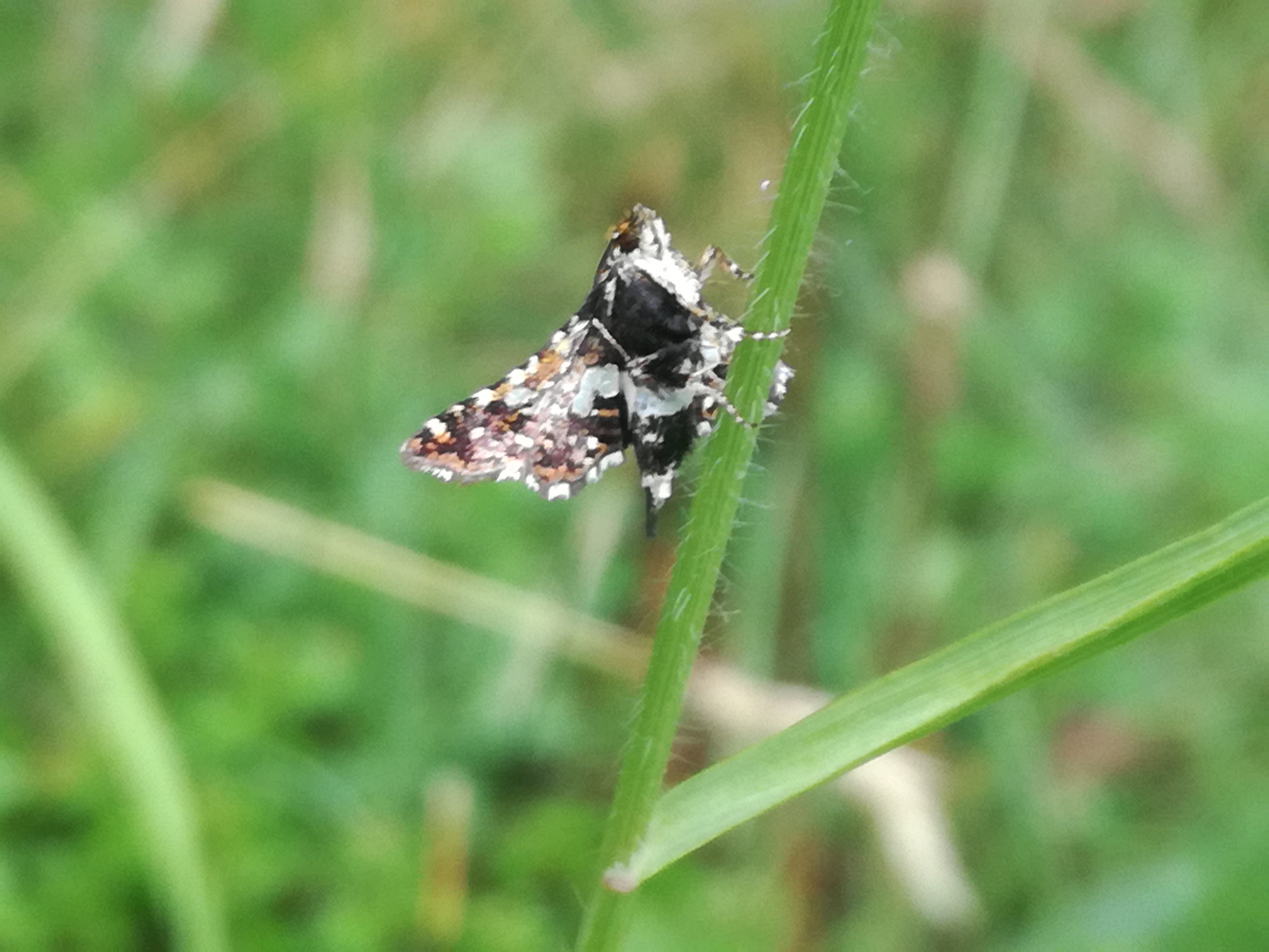 24062018000436 3764 art 2255 img 20180623 095426