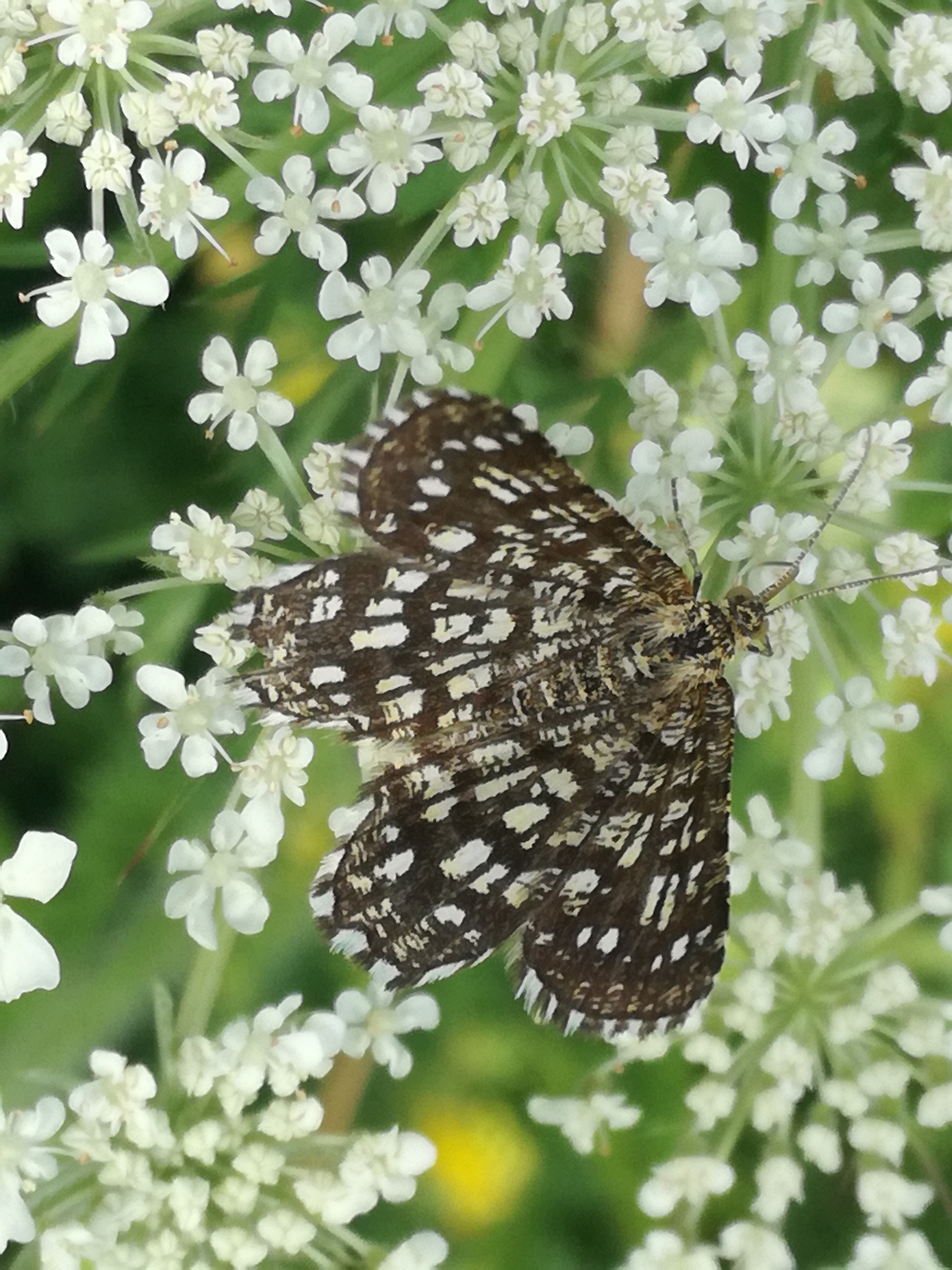 24062018002657 3765 art 2256 img 20180623 094931