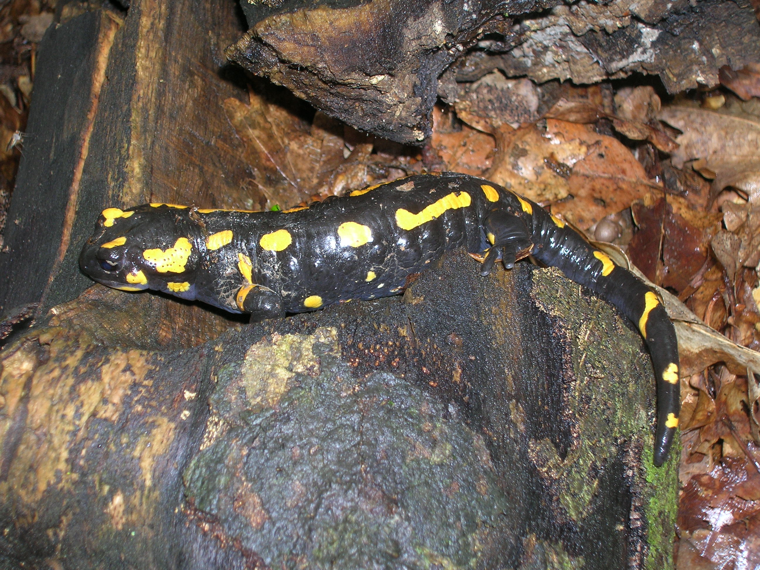 24082013182753 1575 art 1010 radniger alm2006 06 10 11 41 02