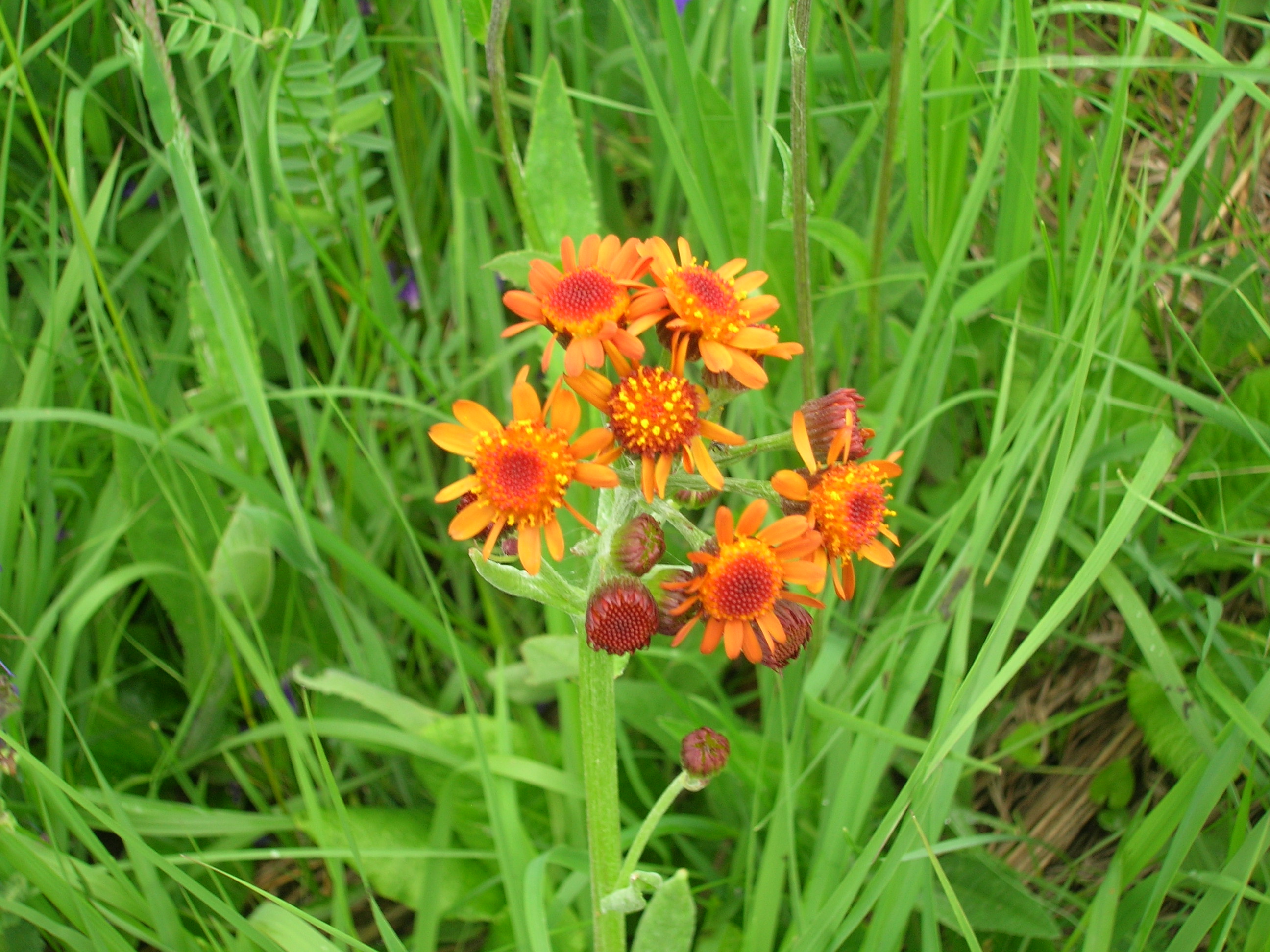 24082013185057 1576 art 1245 radniger alm2006 05 21 13 11 42