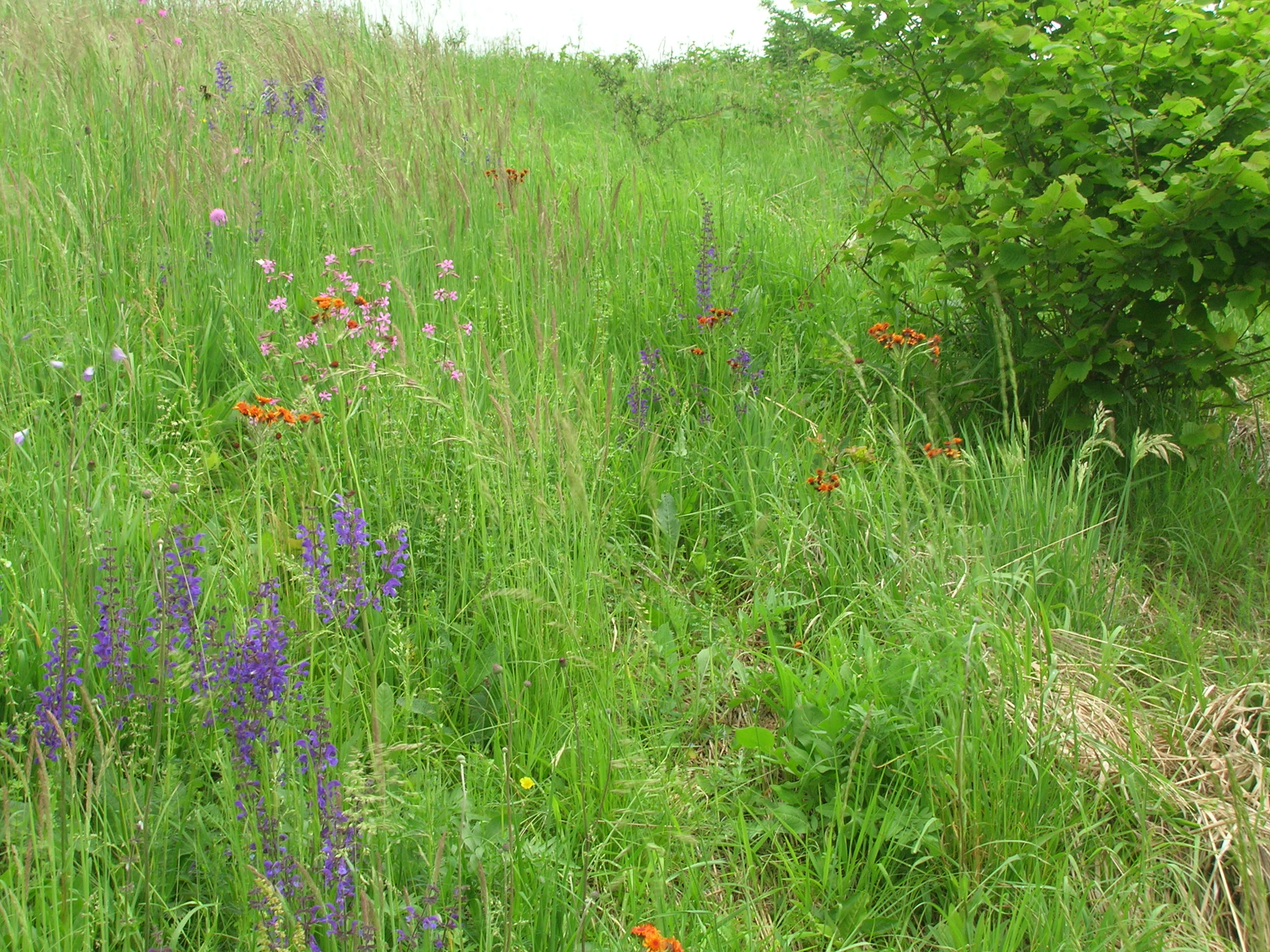 24082013185157 1577 art 1245 radniger alm2006 05 21 13 11 22