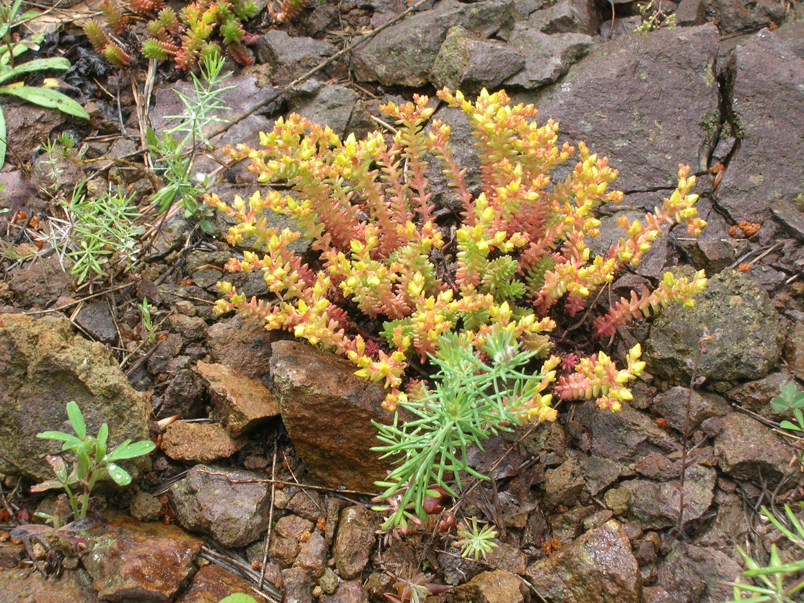 24082013191717 1578 art 548 radniger alm2006 06 10 11 05 30