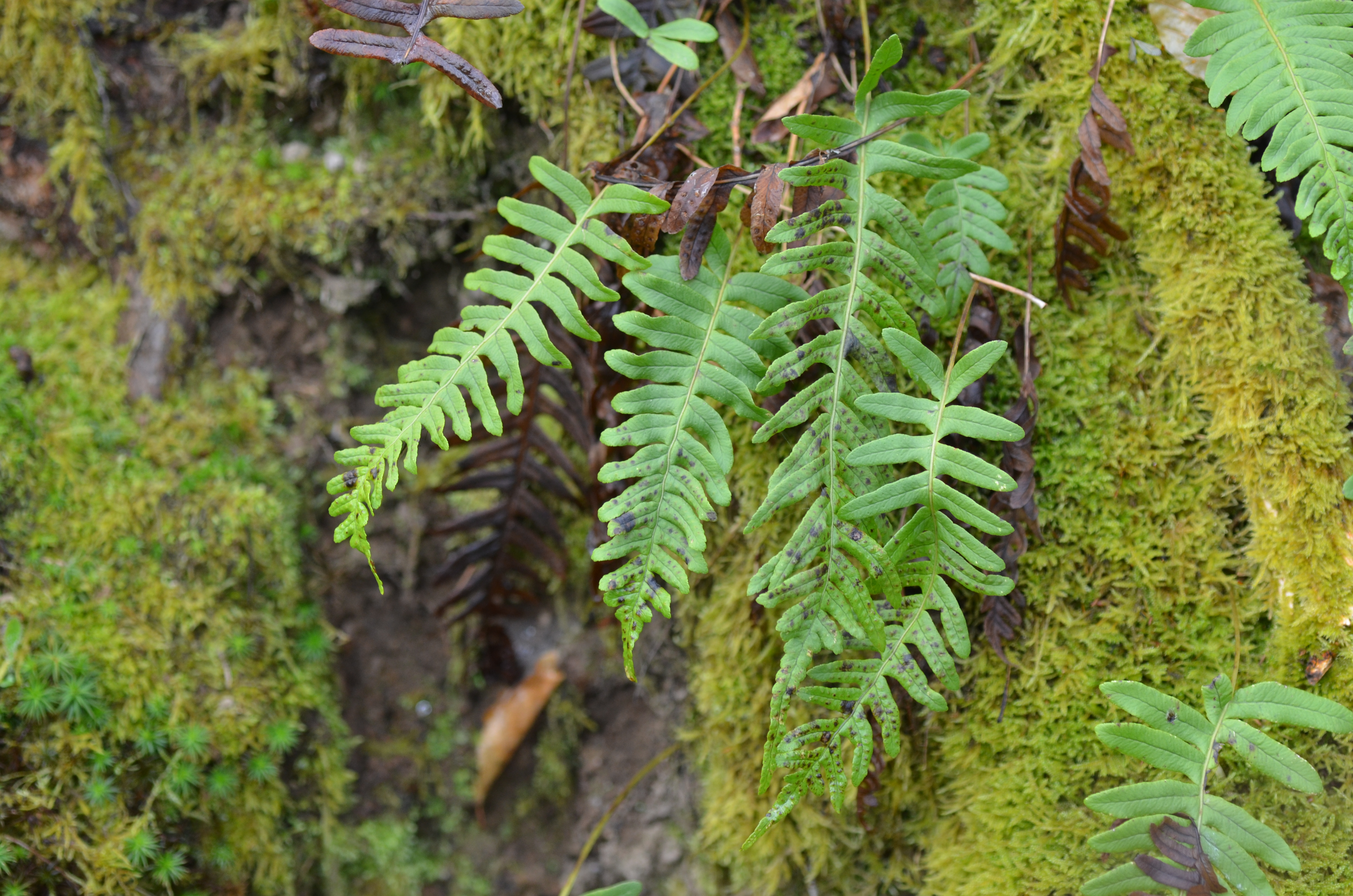 24082013204557 1580 art 1045 dsc 3437