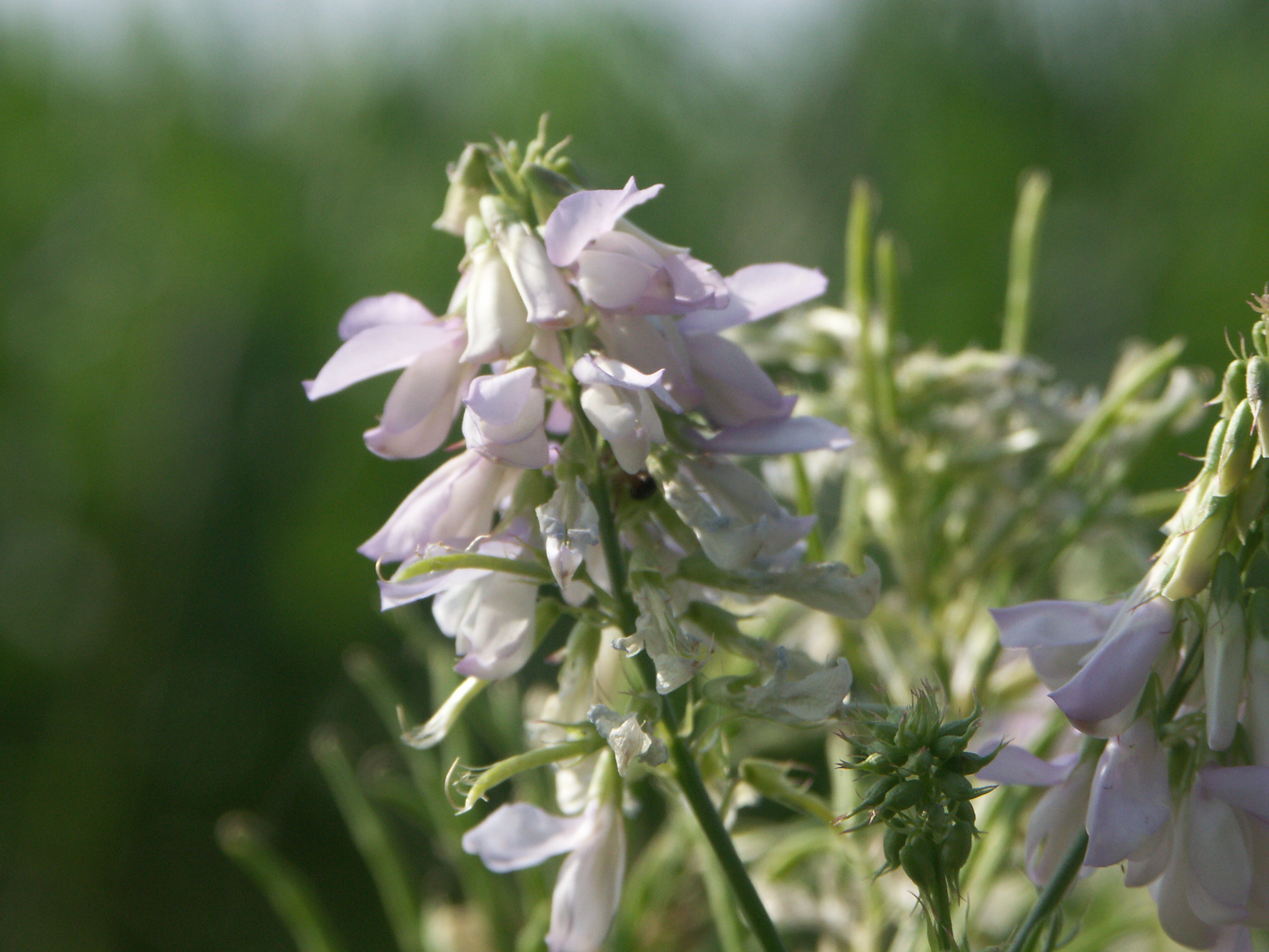 24082013211630 1583 art 1051 pict0060