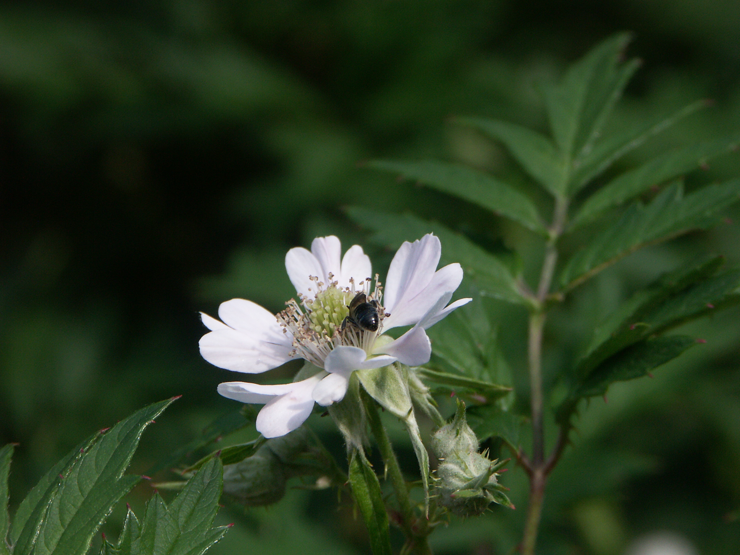 24082013213430 1584 art 1251 pict2924