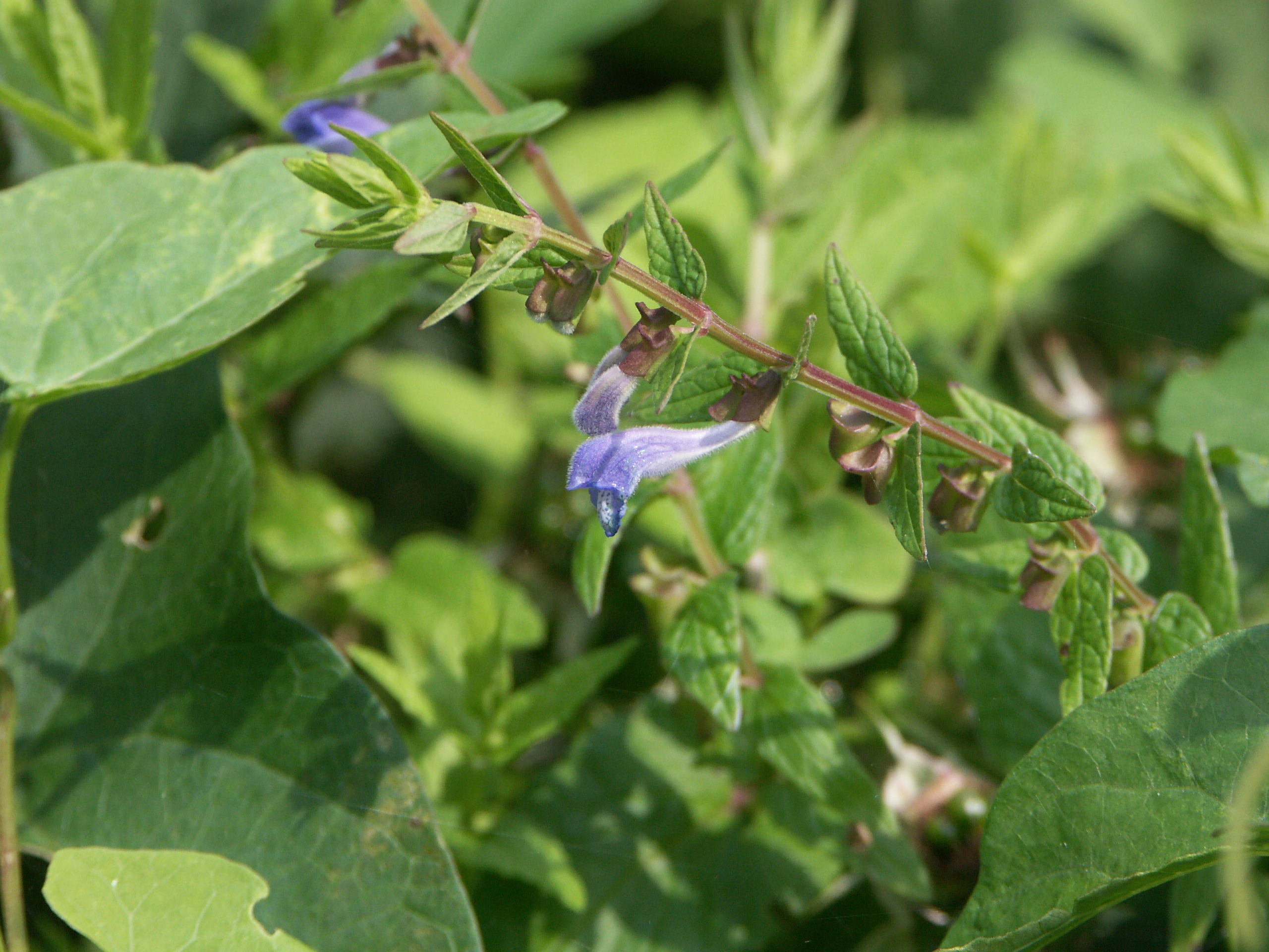 24082013214801 1585 art 1252 pict2926