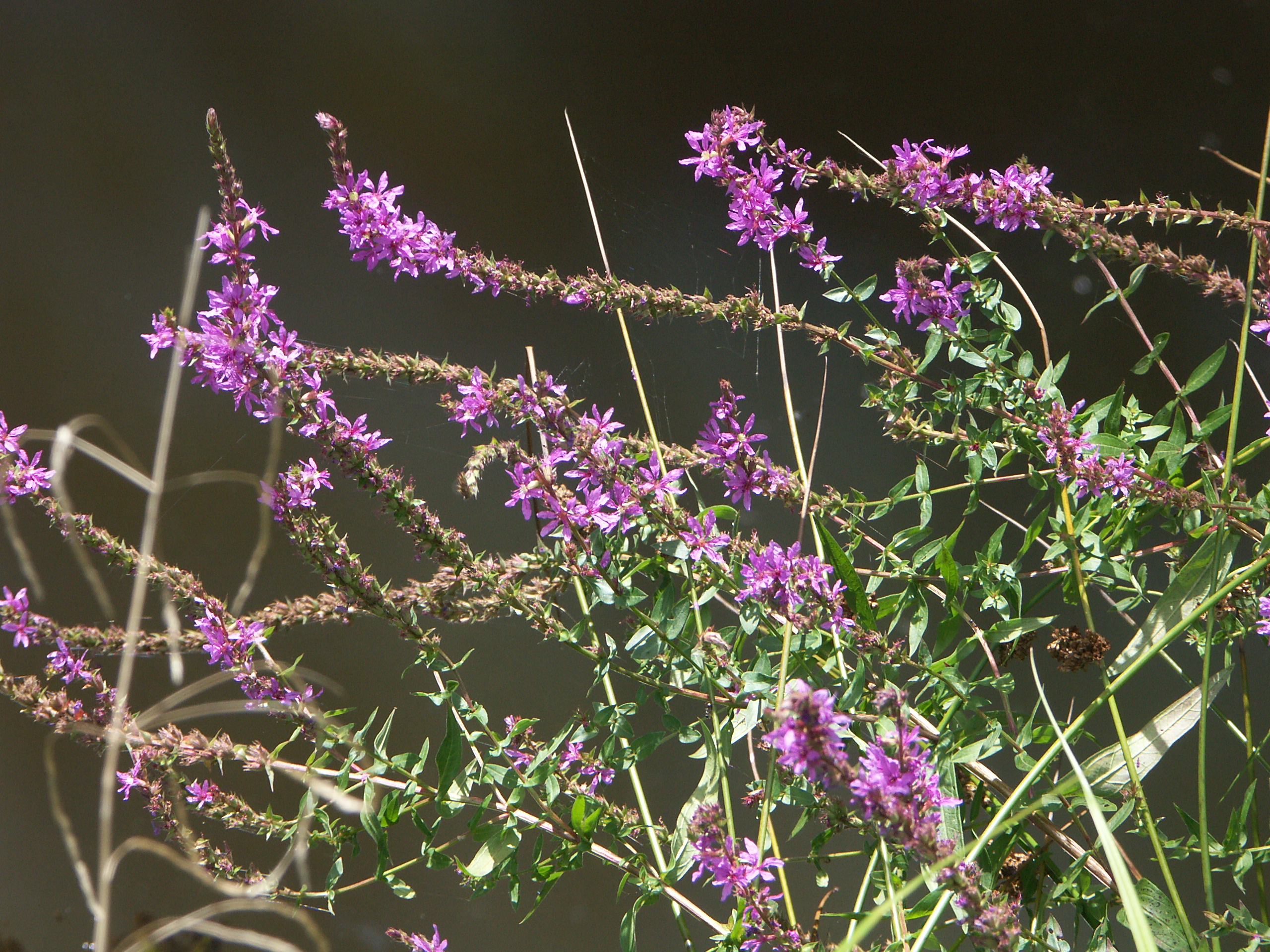 24082013215158 1586 art 917 pict3377